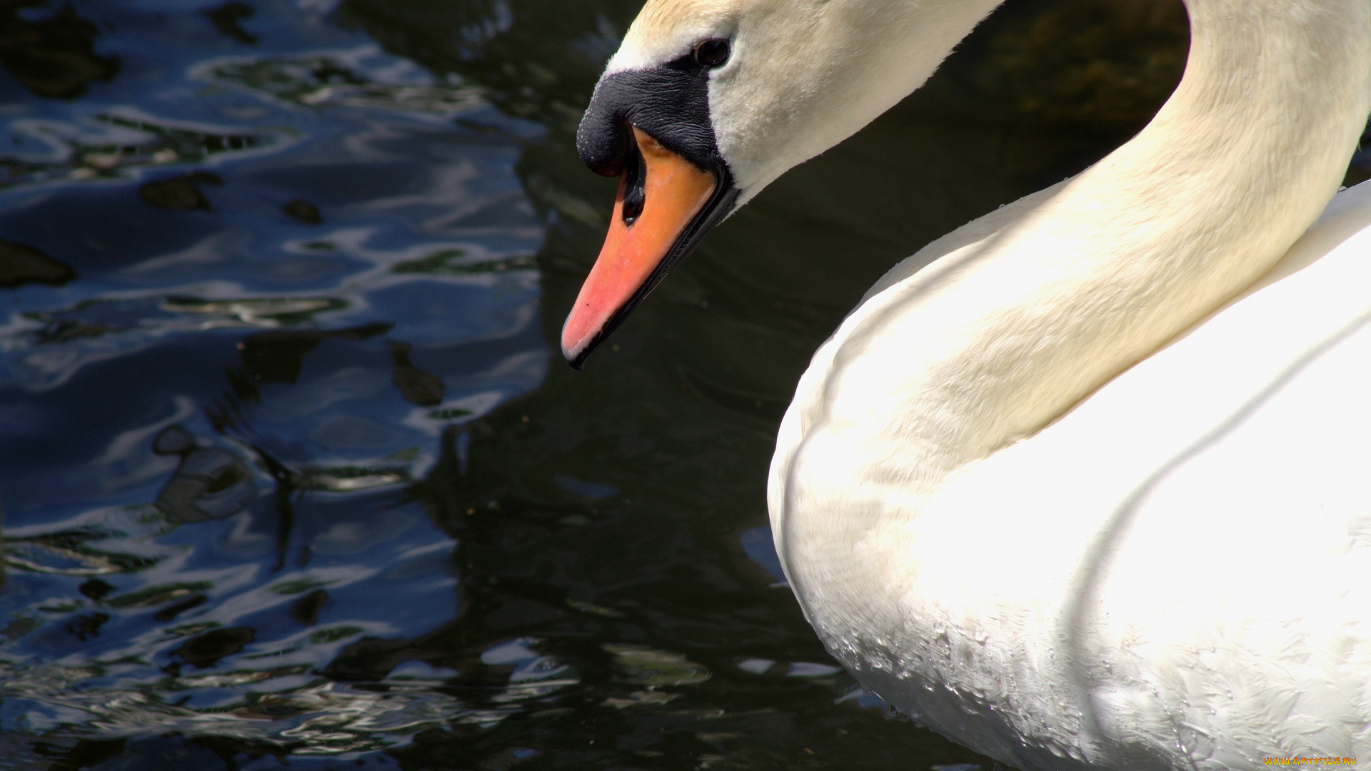 животные, лебеди, белый, грация, клюв, вода, шея, профиль