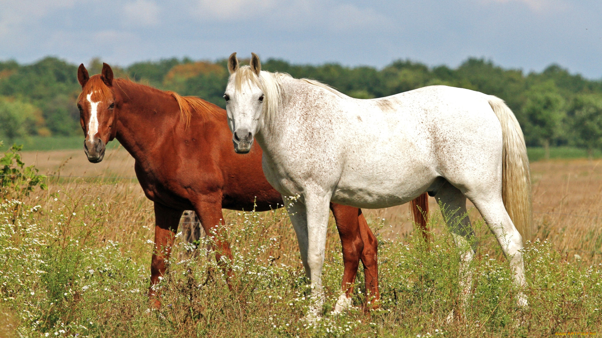 животные, лошади, кони