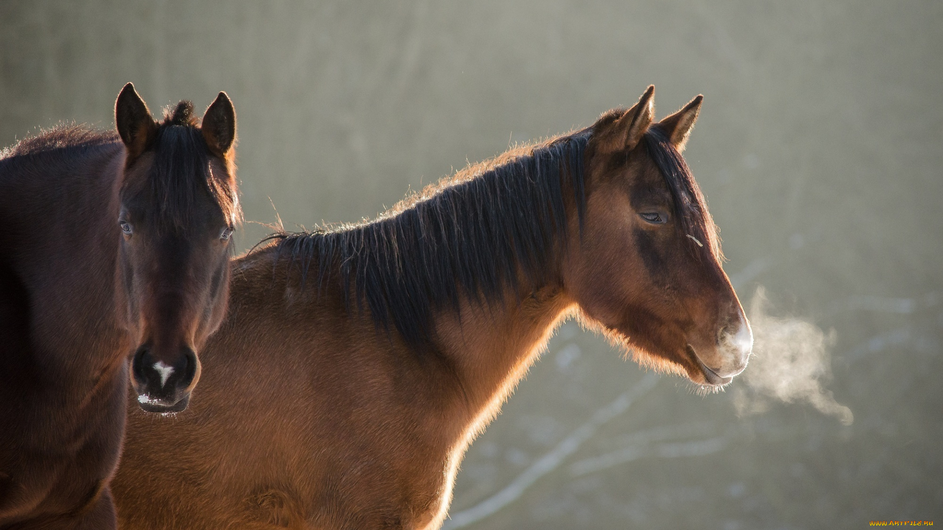 животные, лошади, кони, пара, морда, мороз, профиль, грива, зима