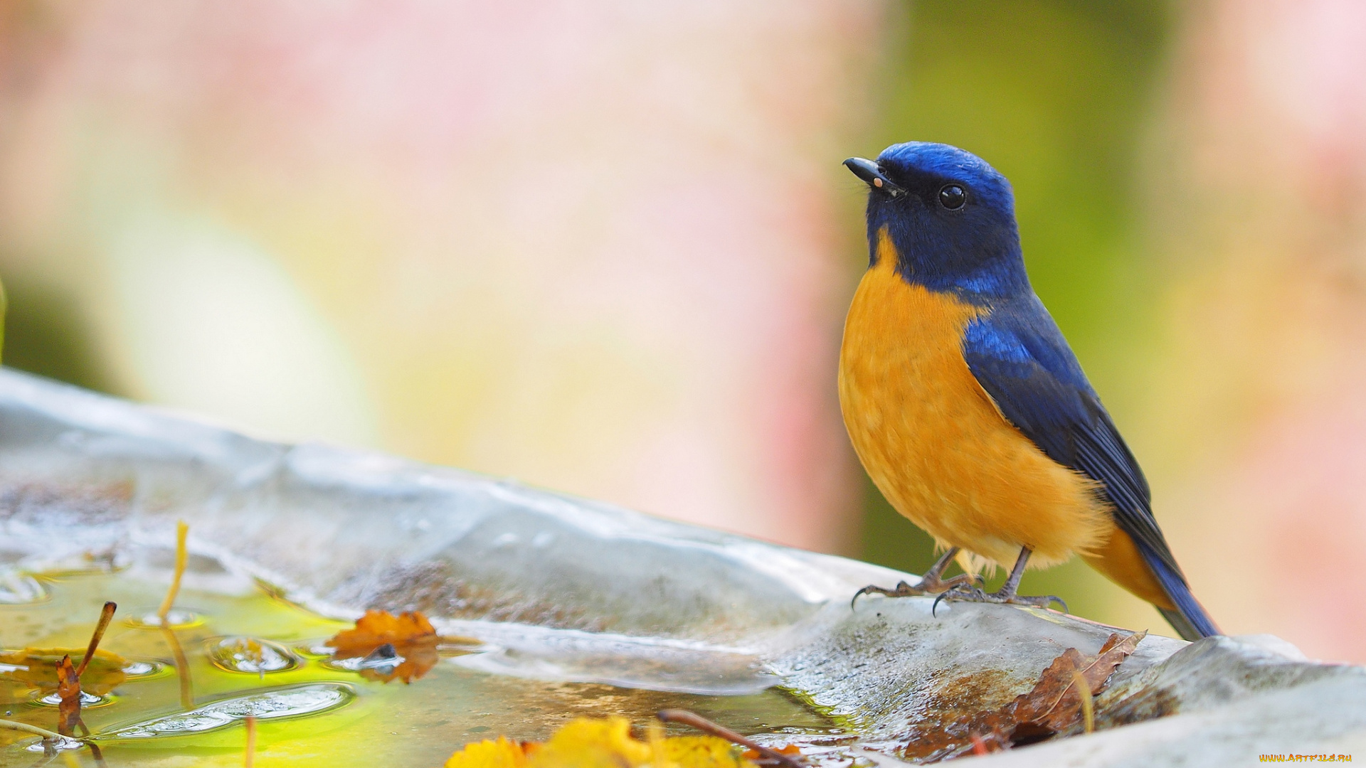 животные, птицы, птичка