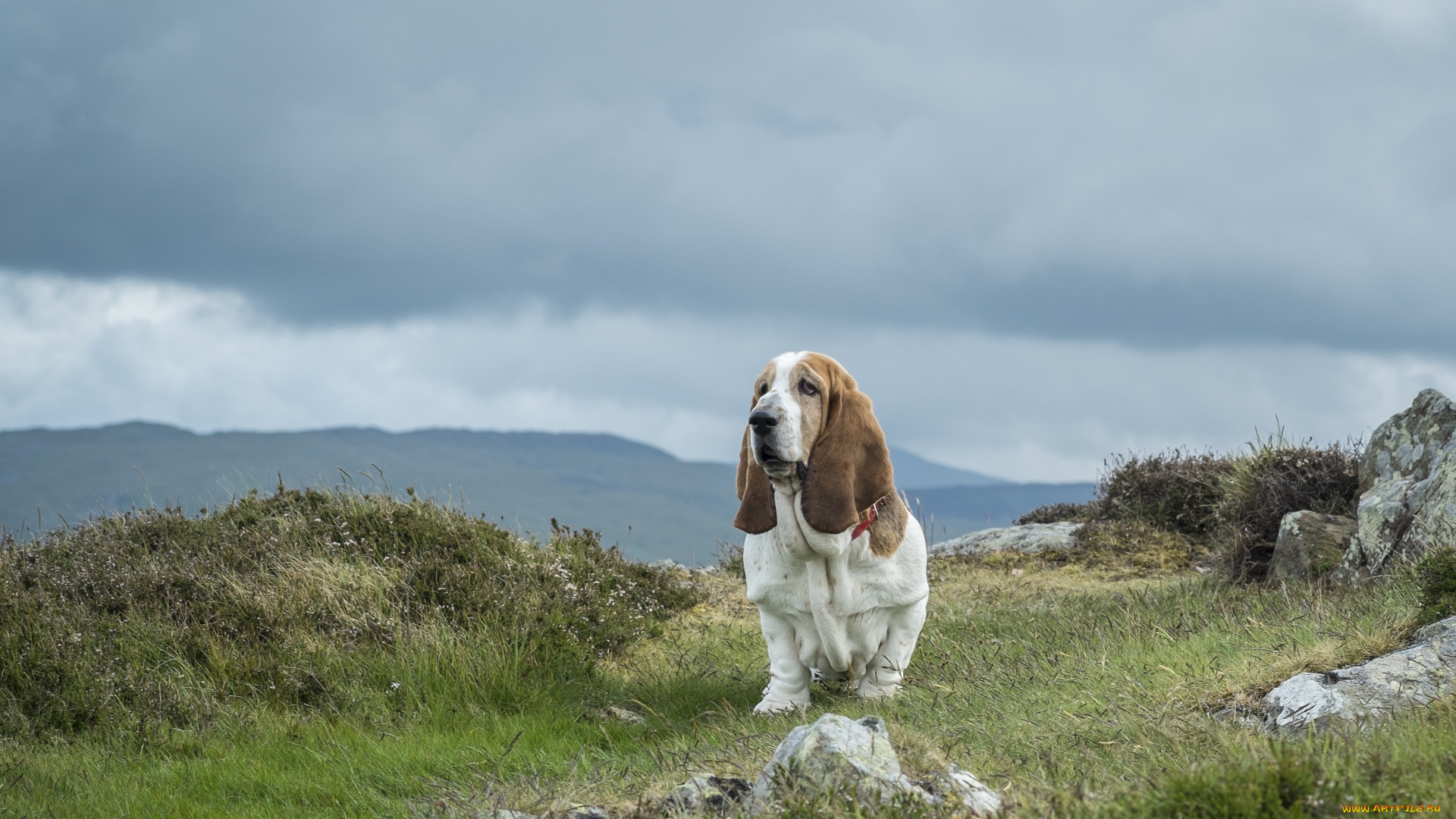 животные, собаки, гора, сноудон, камни, трава, собака, бассет-хаунд, snowdonia, национальный, парк, уэльс, небо, тучи