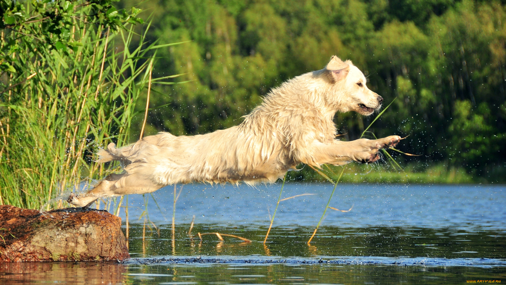 животные, собаки, прыжок