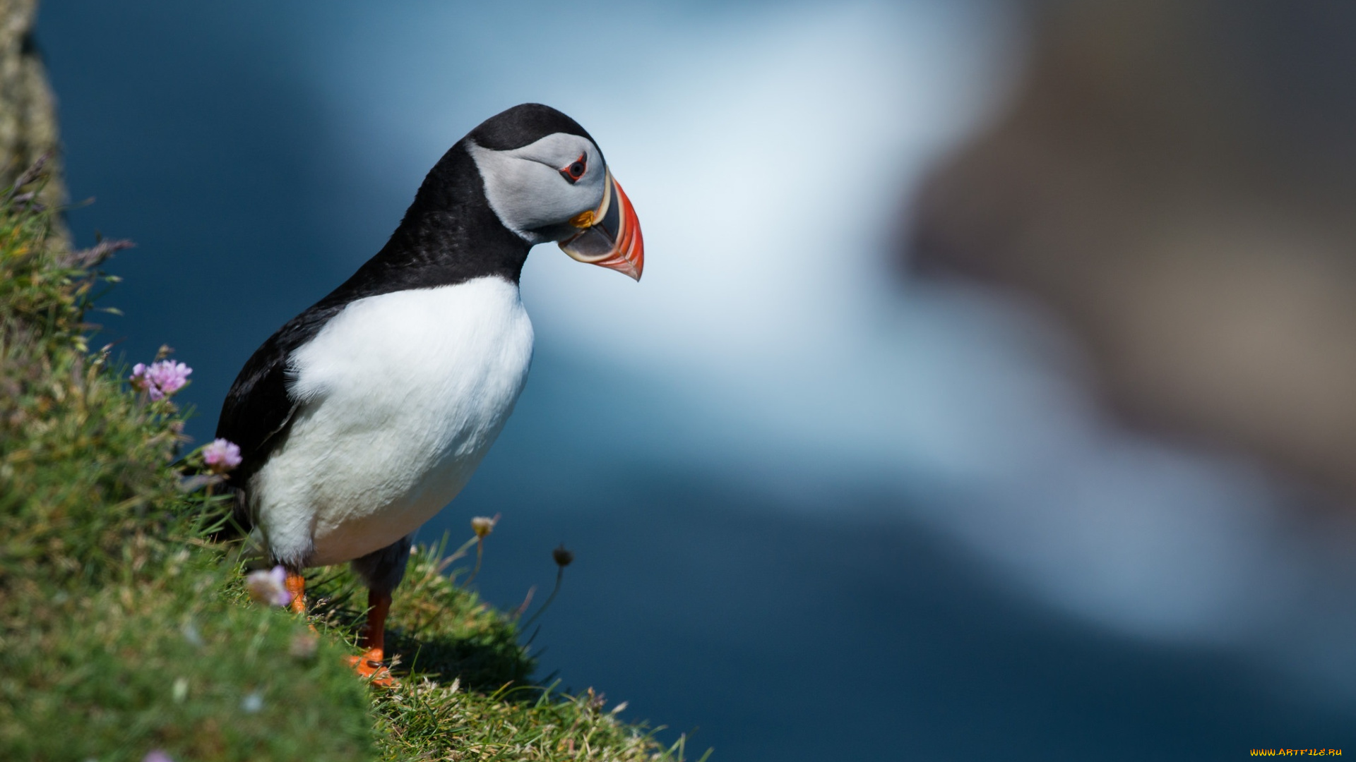 животные, тупики, птица, профиль, клюв, пестрый, склон, трава