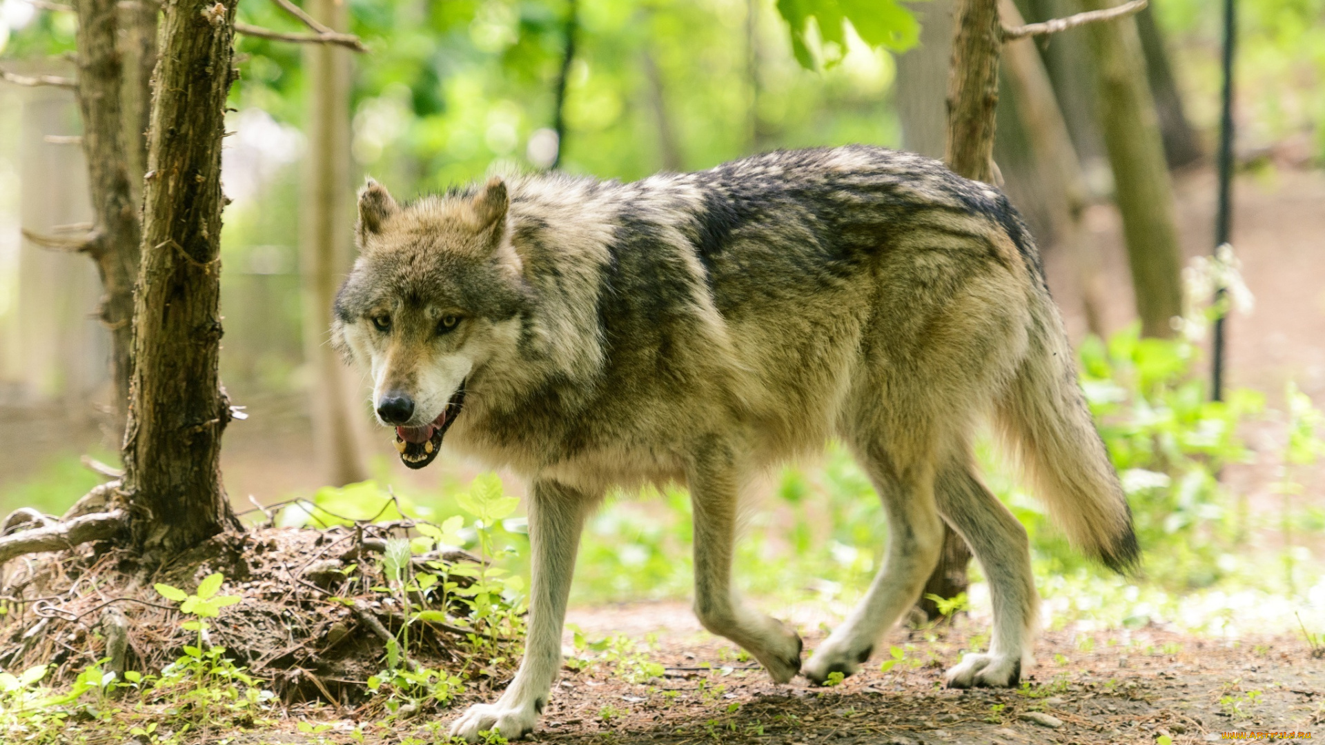 животные, волки, , койоты, , шакалы, волк, мех