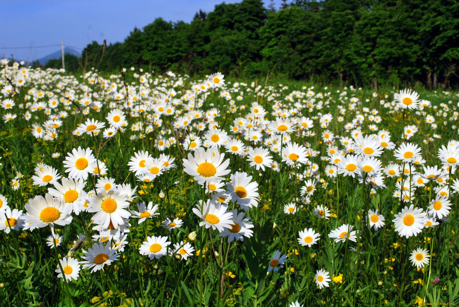 цветы, ромашки, луг