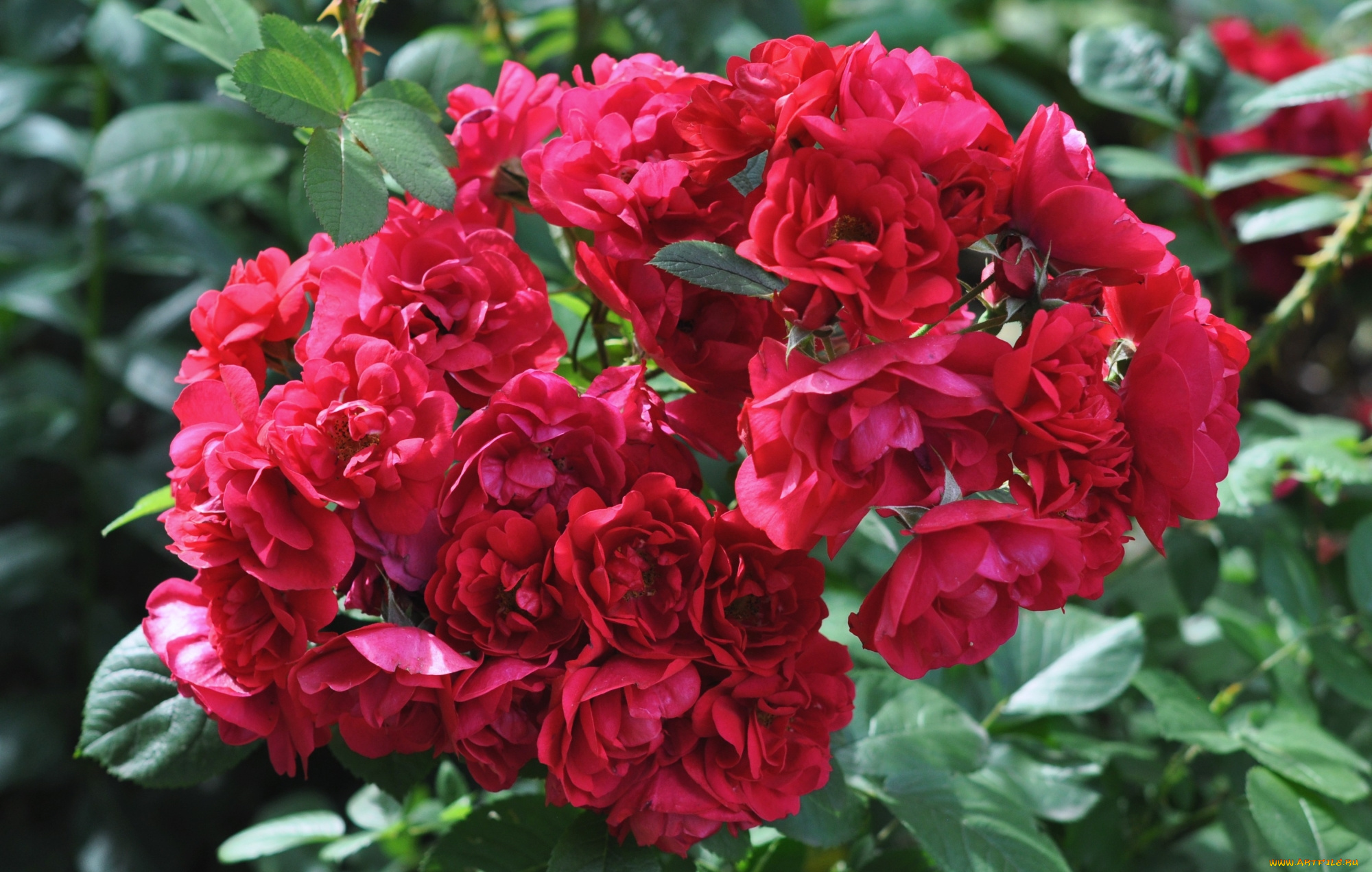 цветы, розы, красный