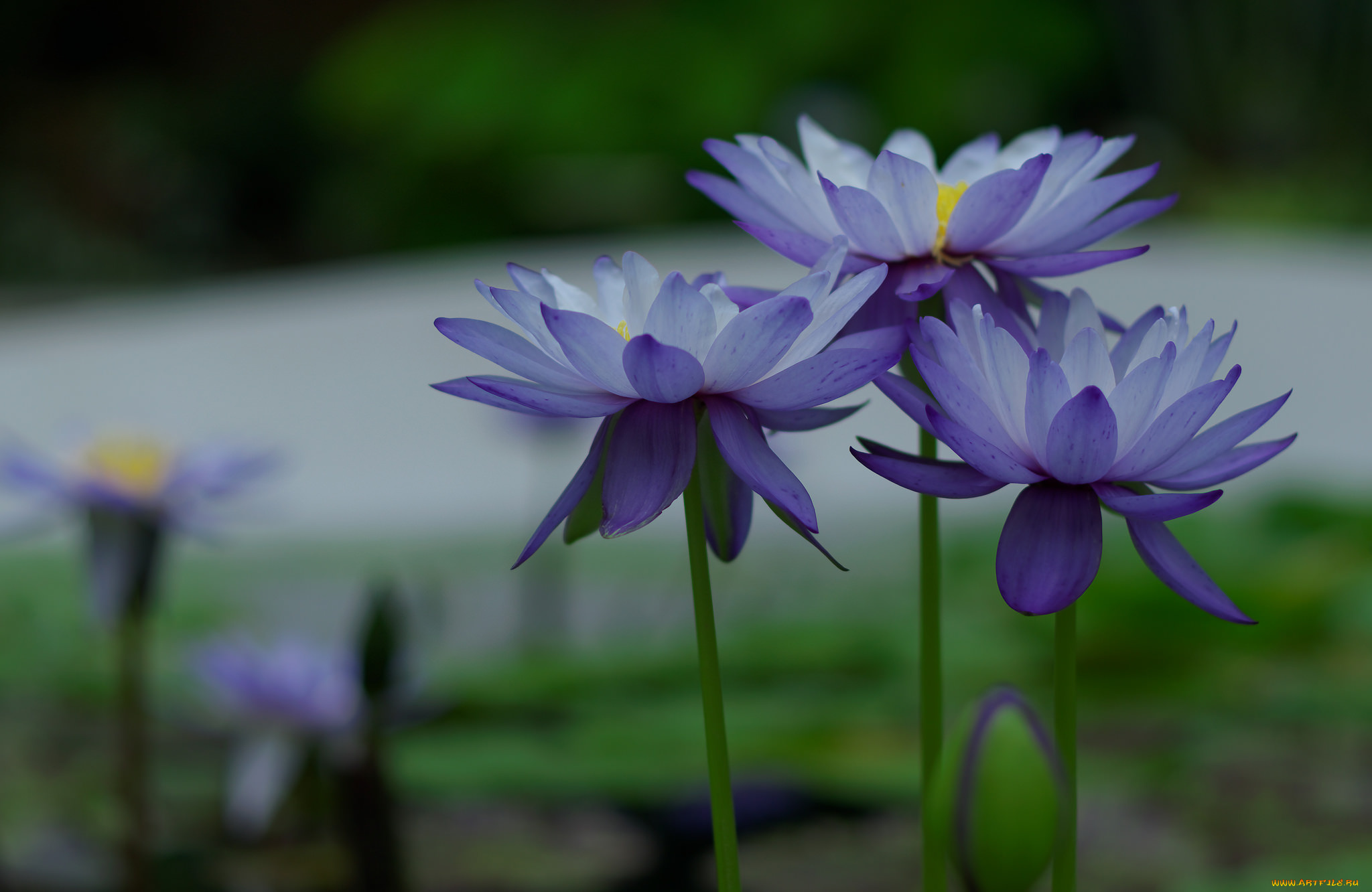 цветы, лилии, водяные, , нимфеи, , кувшинки, цветение, природа, водяные, лилии