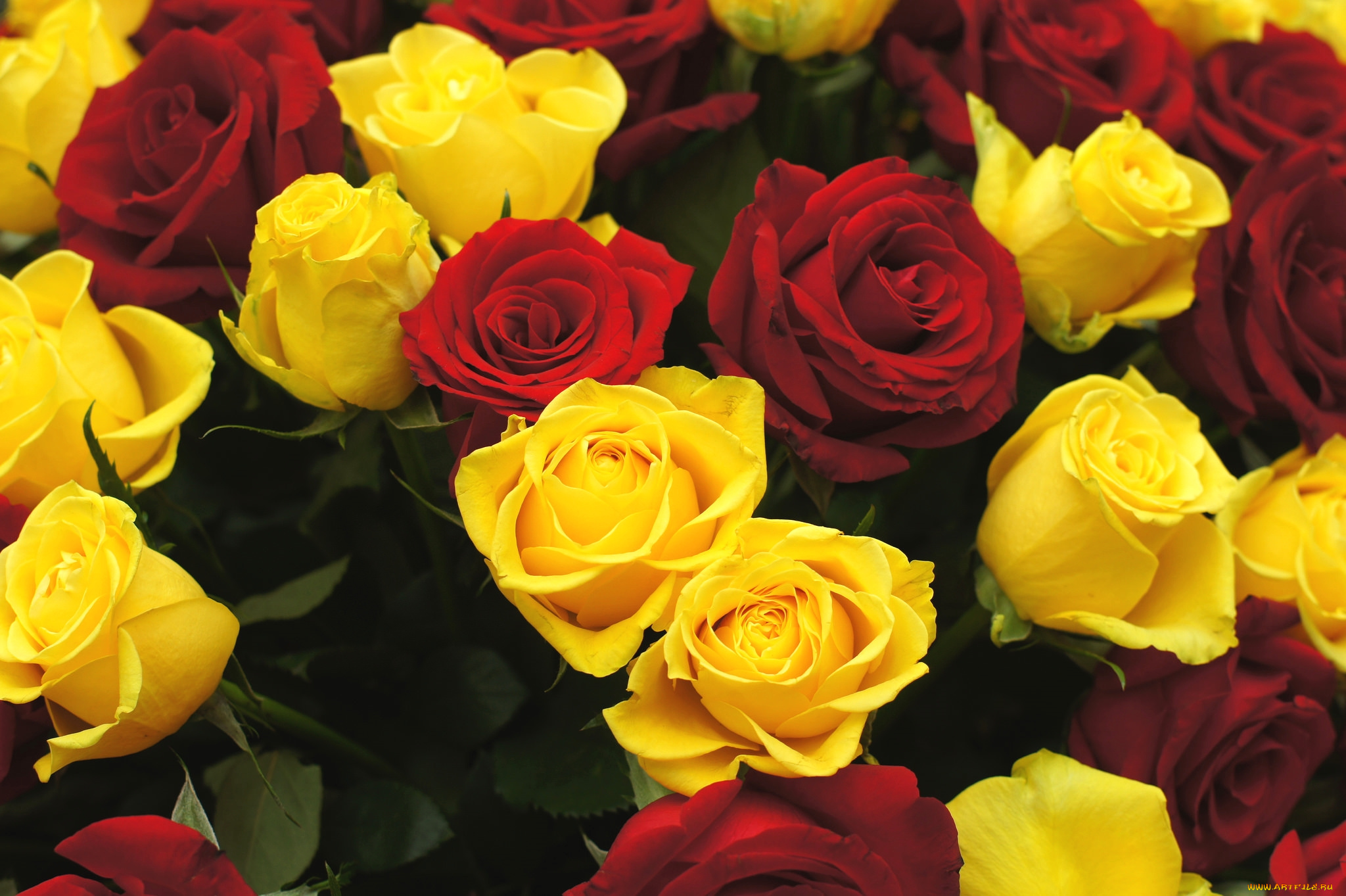 цветы, розы, желтый, красный