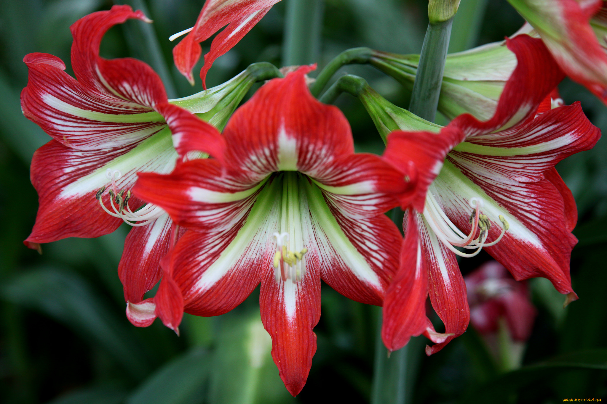 цветы, амариллисы, , гиппеаструмы, макро