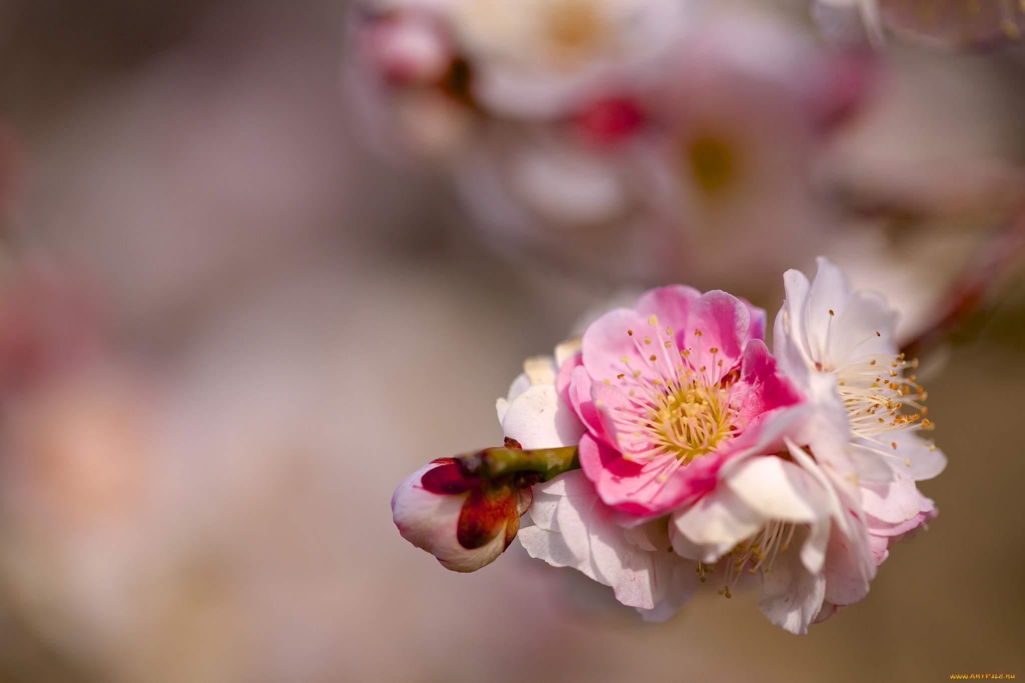 цветы, цветущие, деревья, , , кустарники, весна