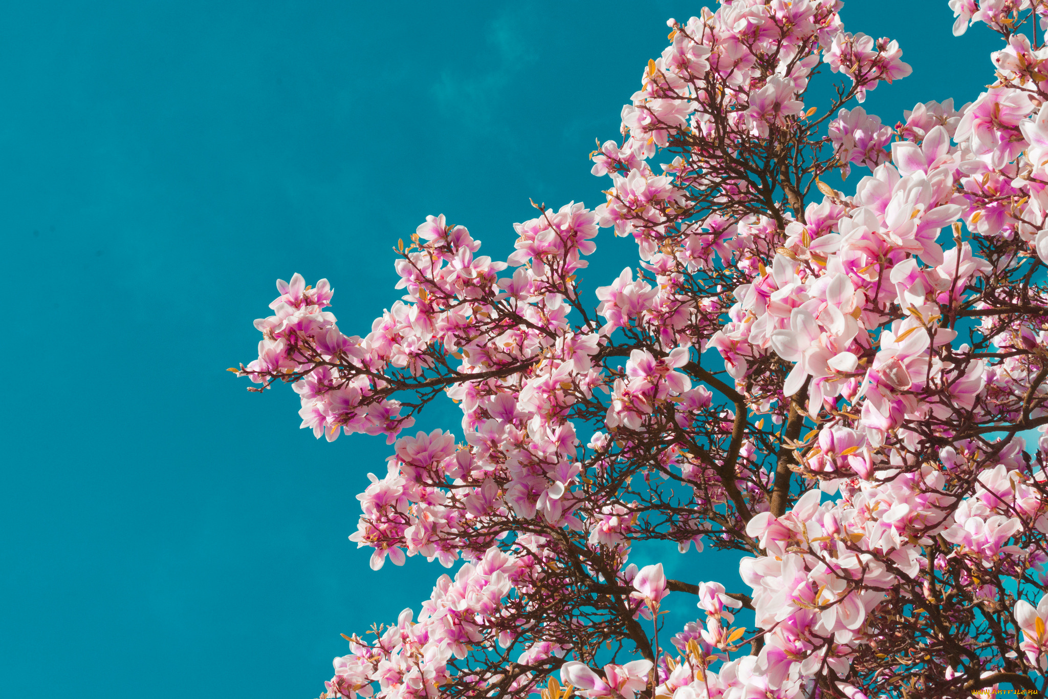 цветы, магнолии, розовый