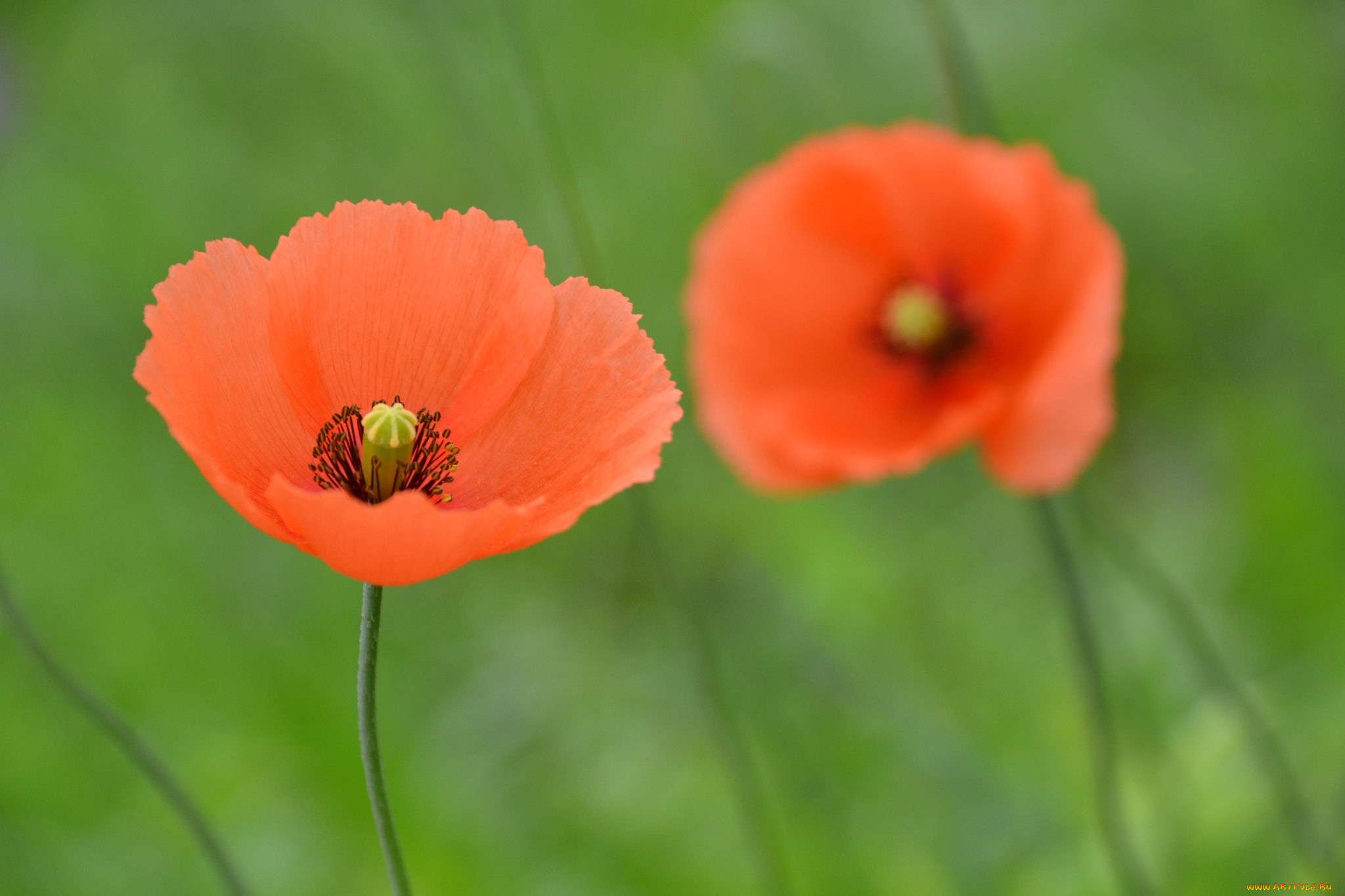 цветы, маки, пара, макро