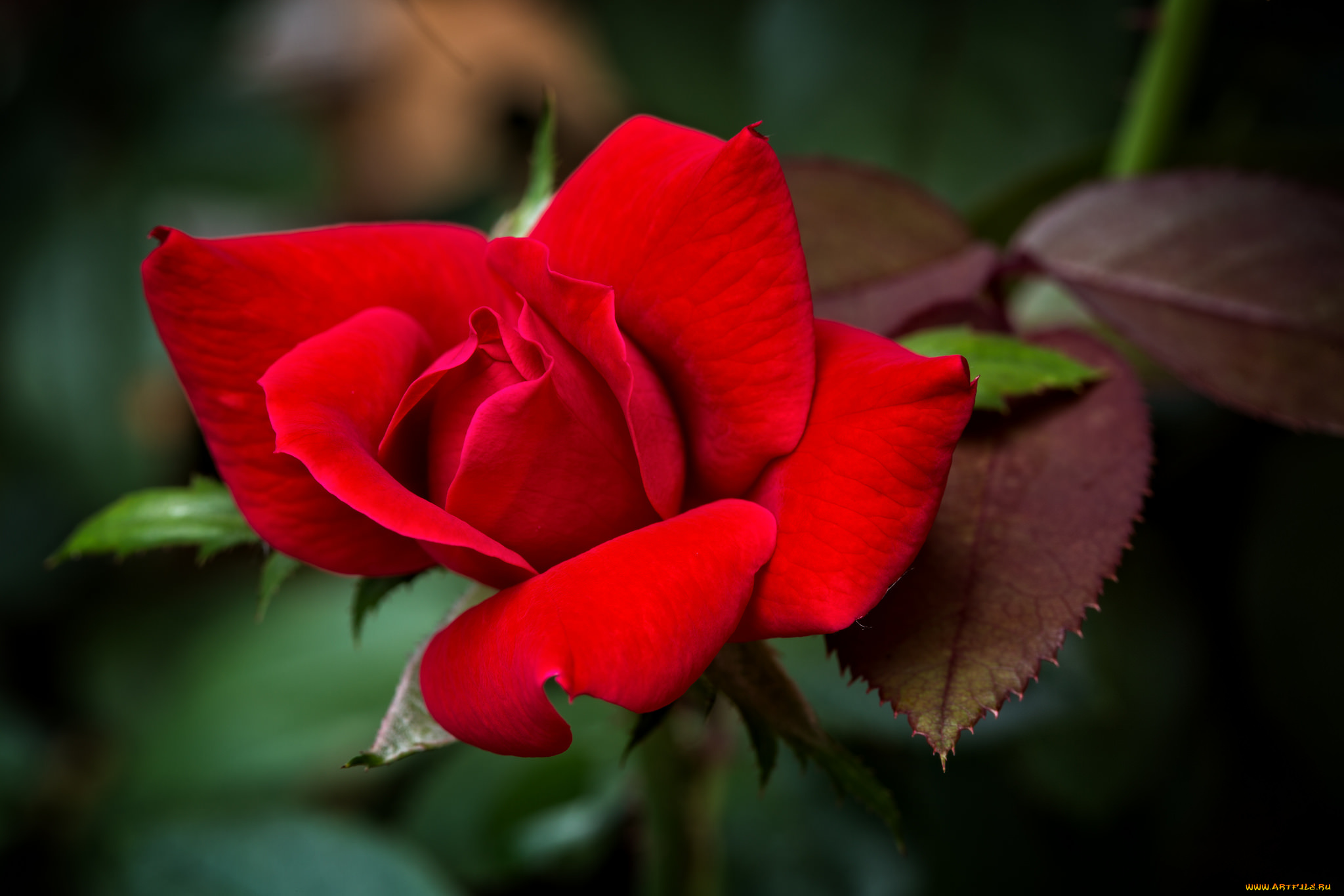 цветы, розы, красный