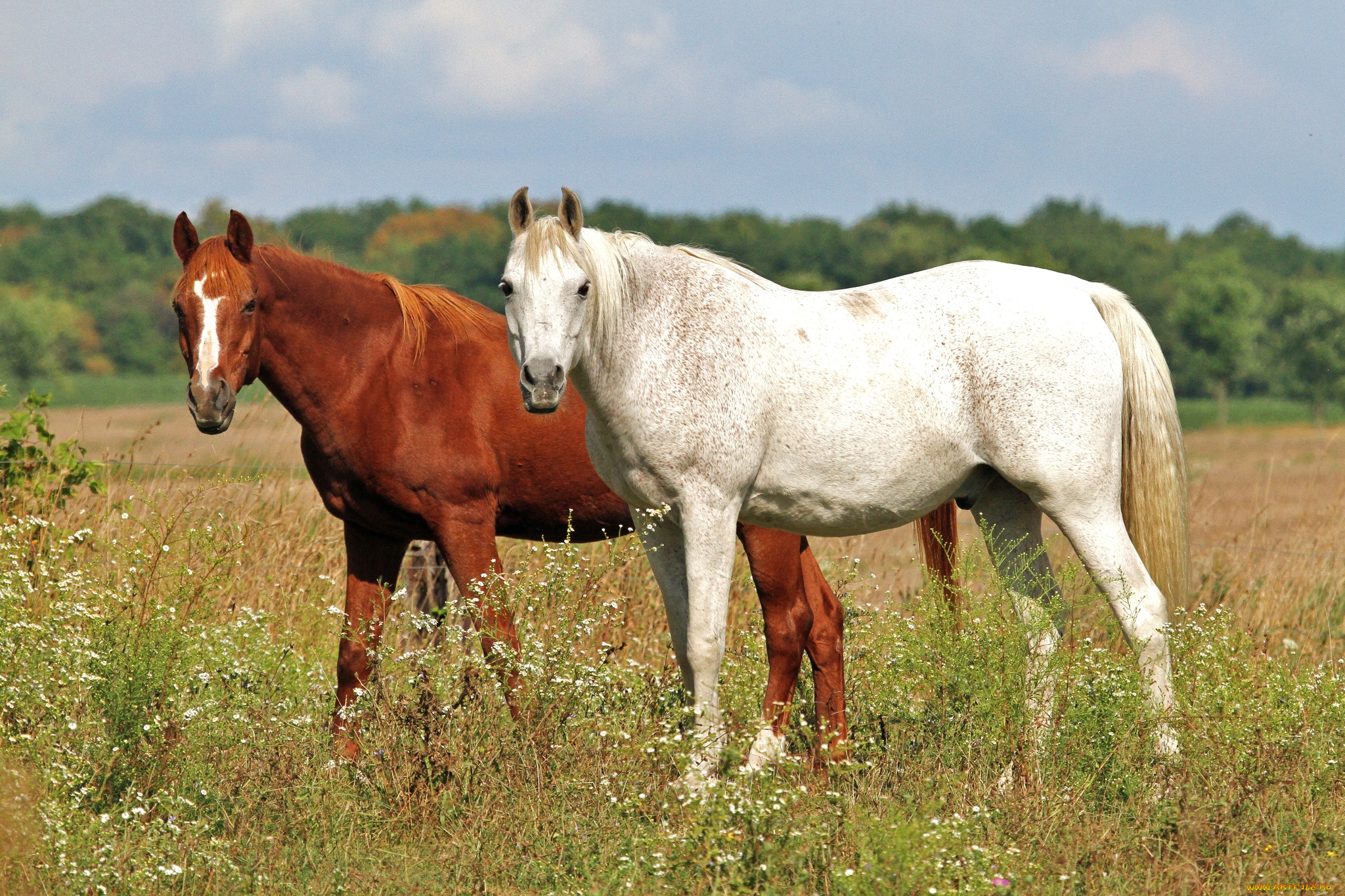 животные, лошади, кони