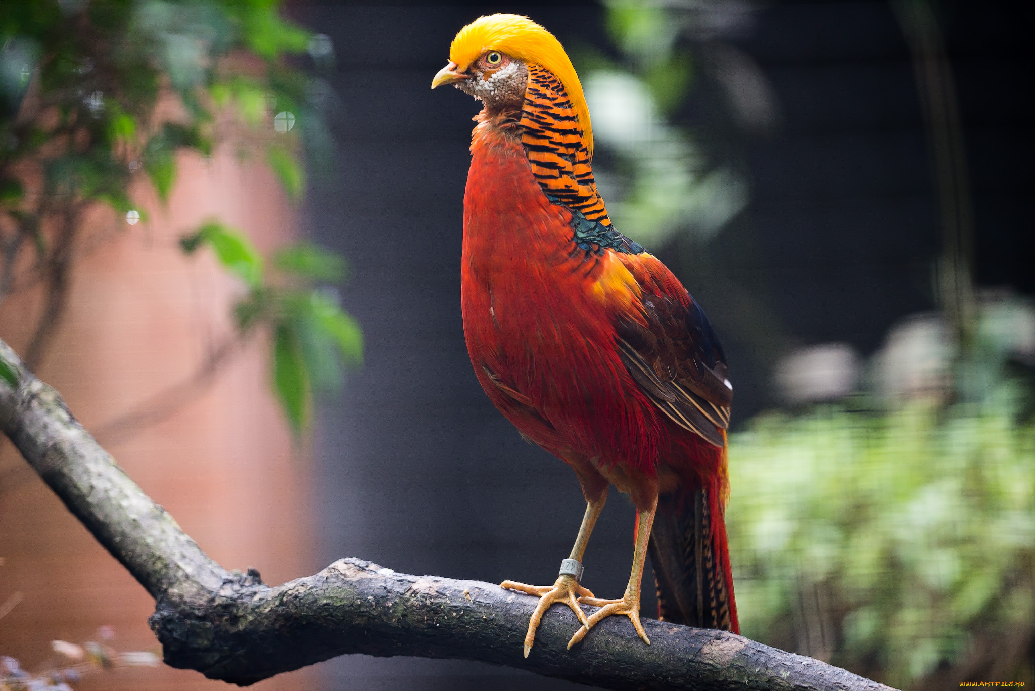 животные, глухари, , тетерева, , фазаны, фазан