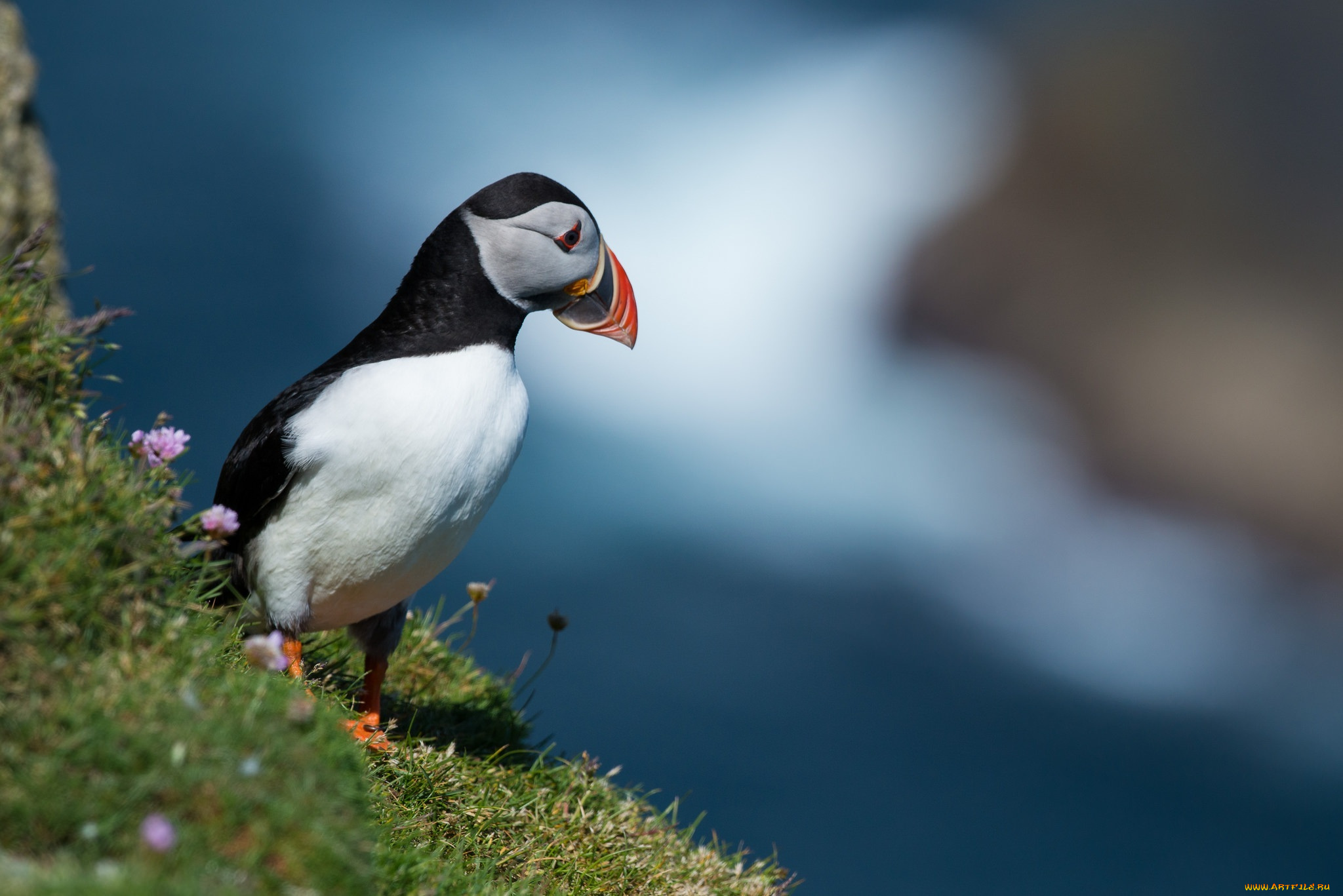 животные, тупики, птица, профиль, клюв, пестрый, склон, трава