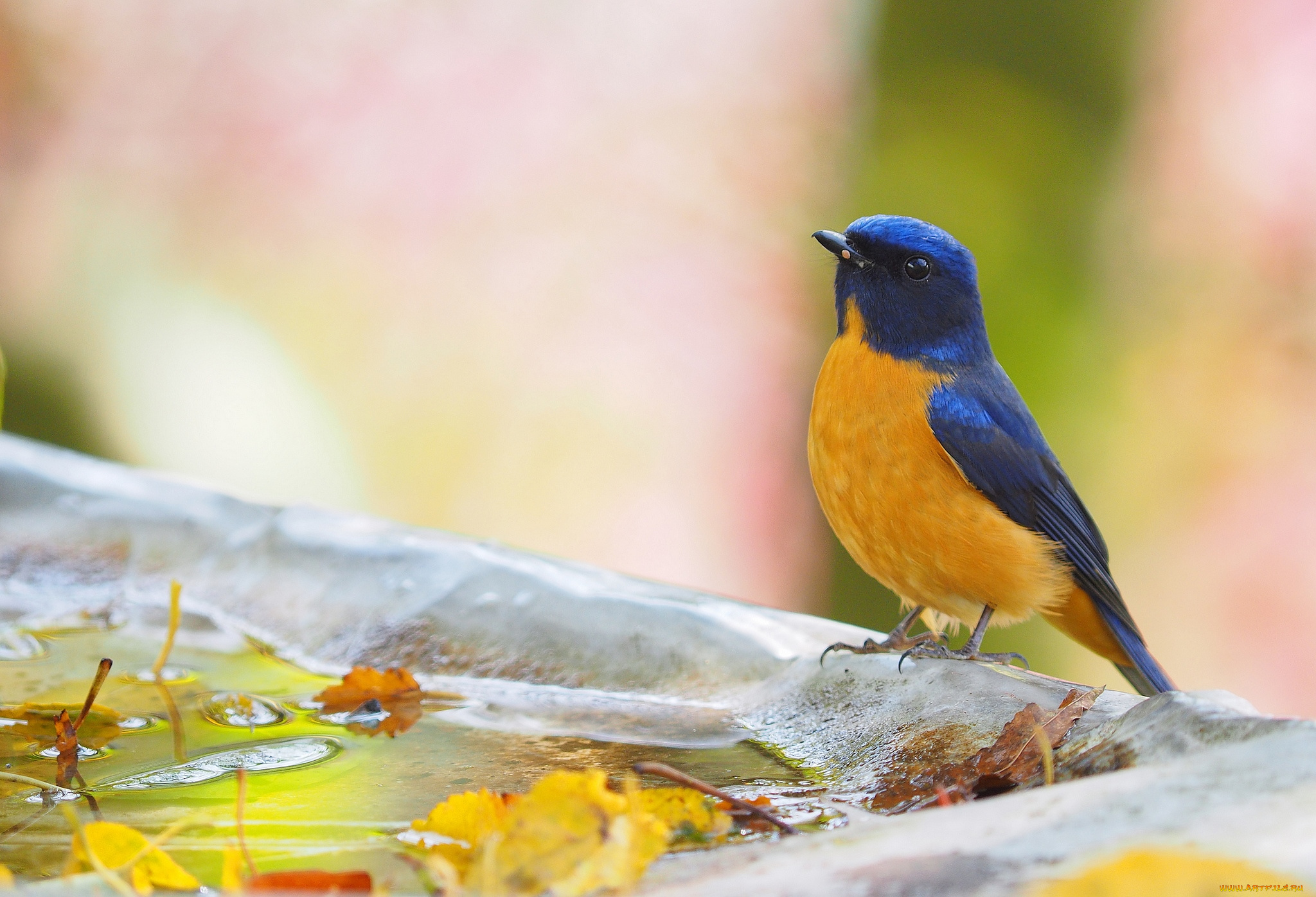 животные, птицы, птичка