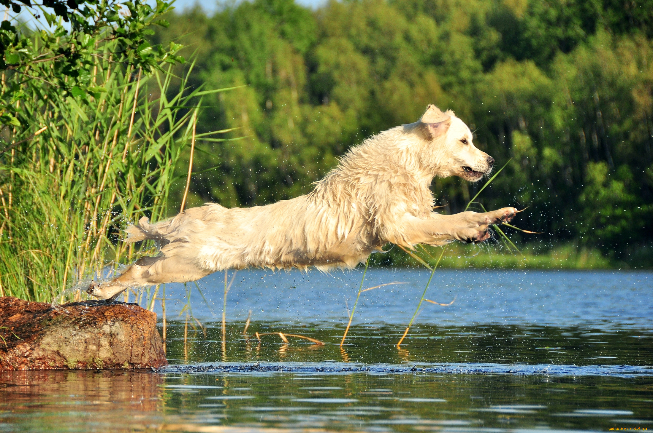 животные, собаки, прыжок