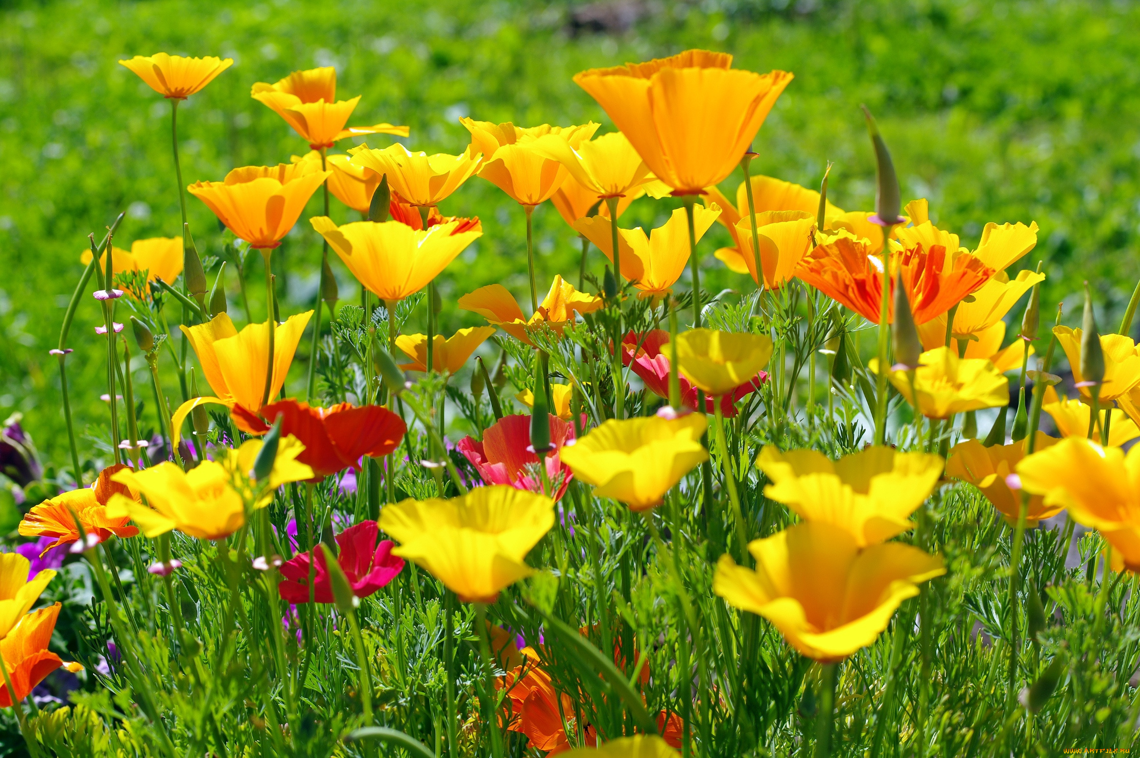 цветы, эшшольция, желтый