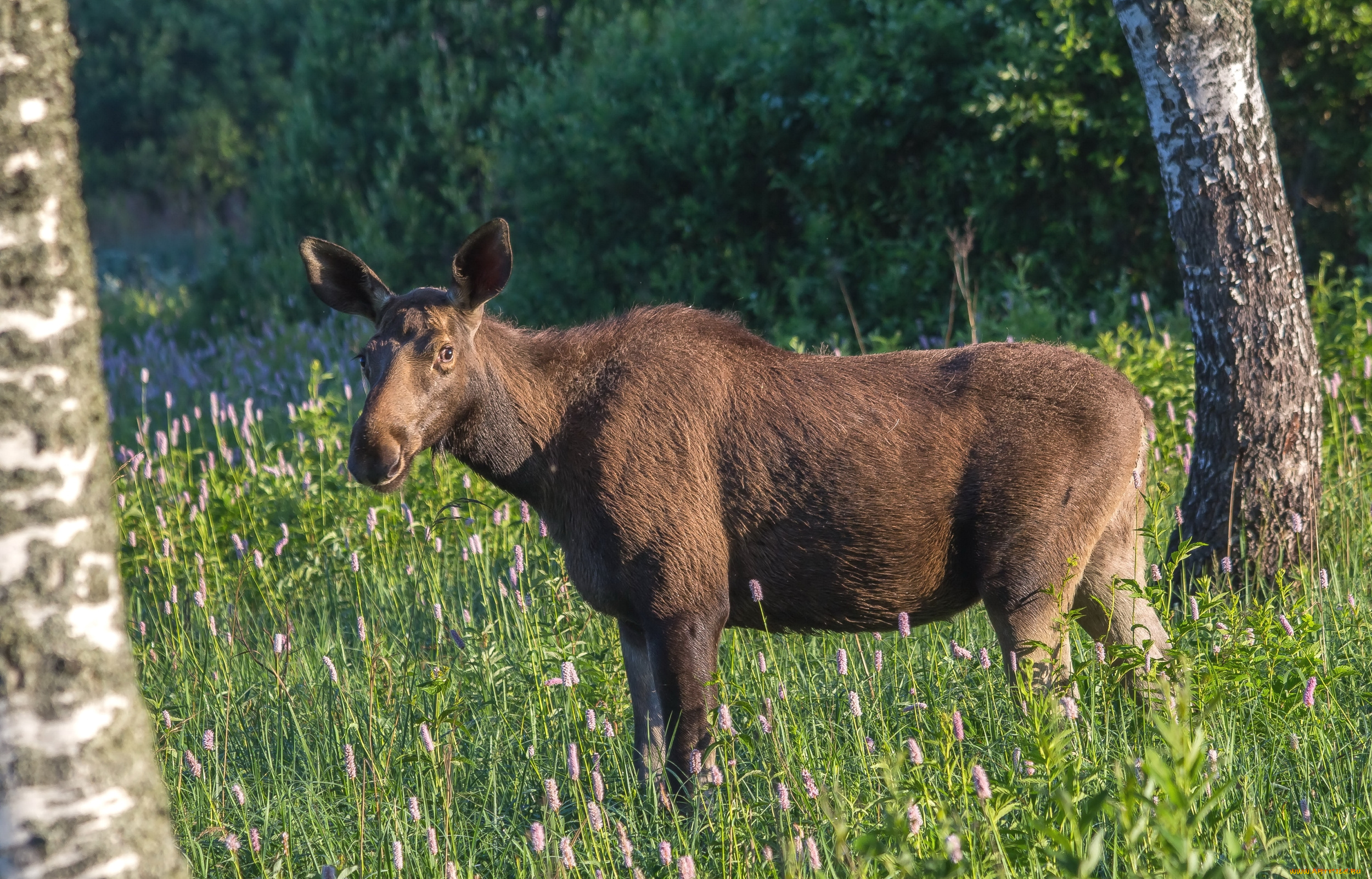 животные, лоси, подросток