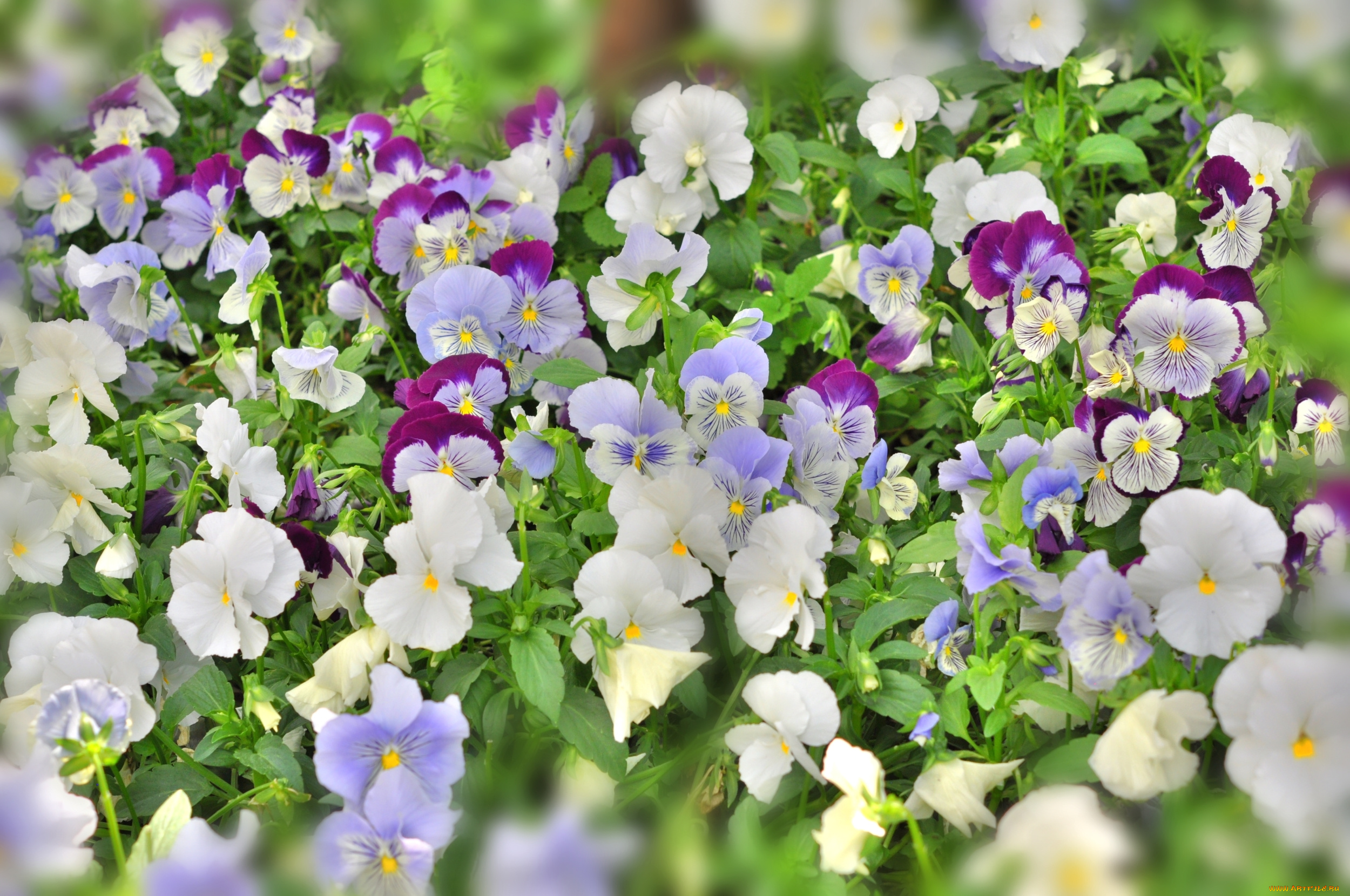 цветы, анютины, глазки, , садовые, фиалки, много