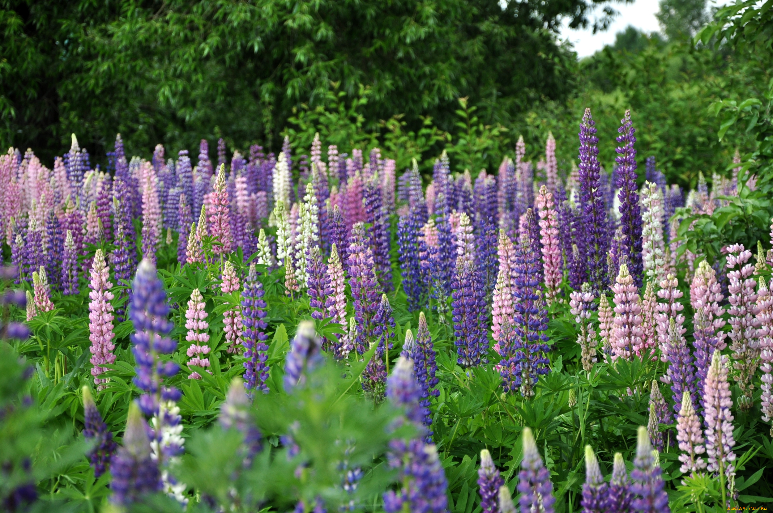 цветы, люпин, луг