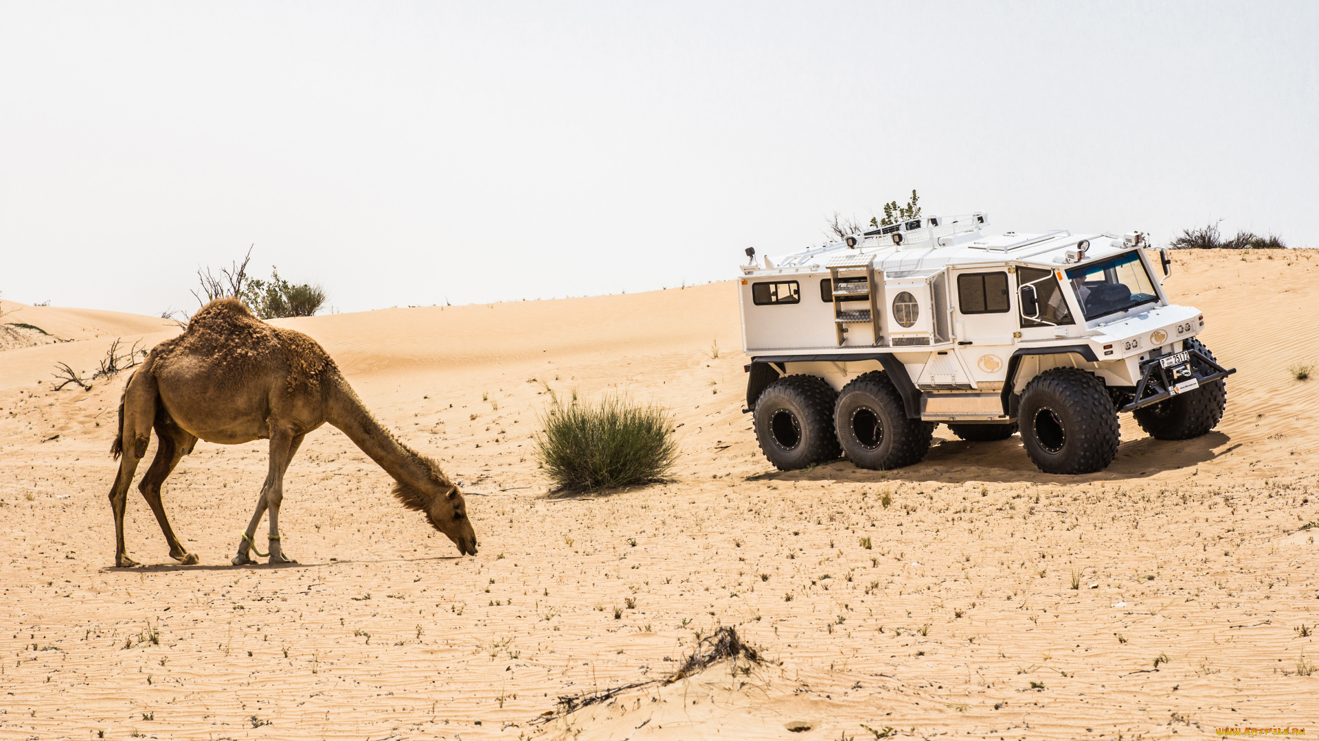 автомобили, -unsort, petrovich