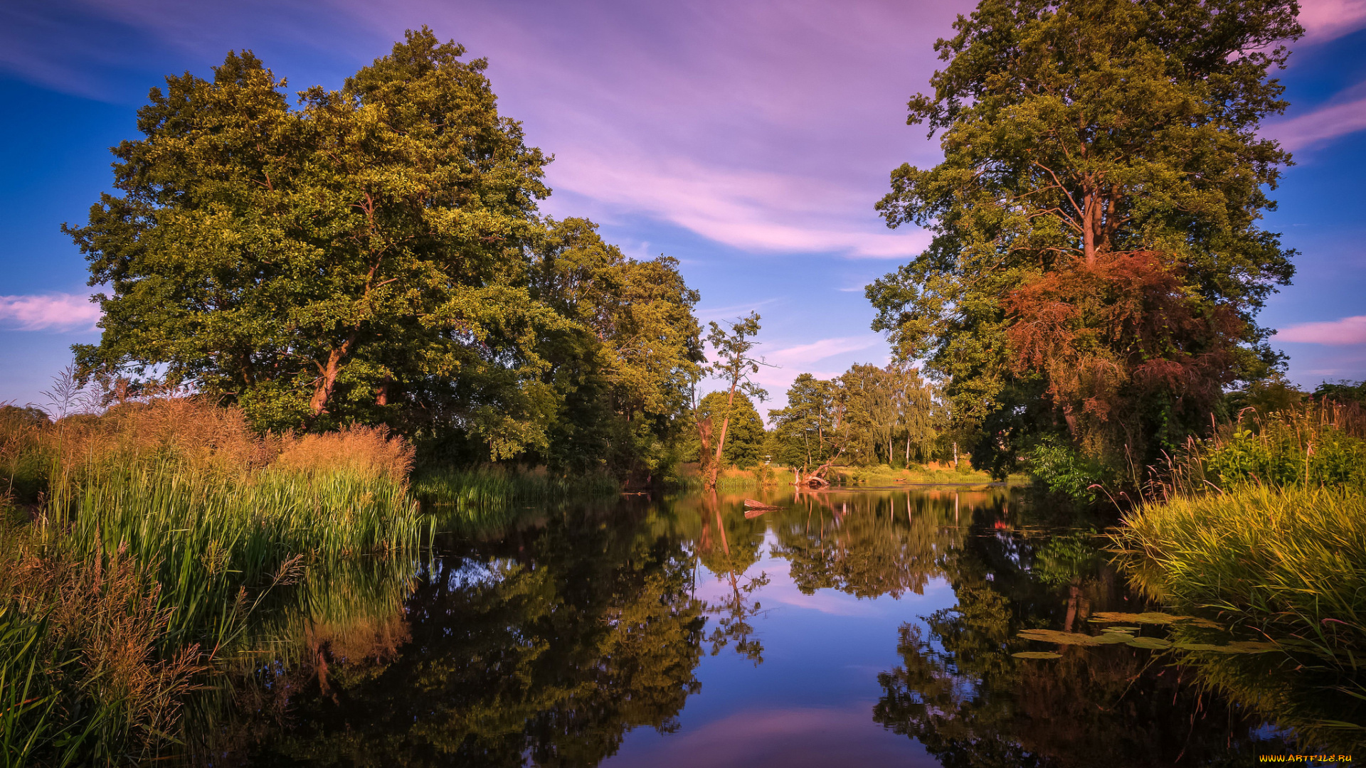 природа, реки, озера, лес, река