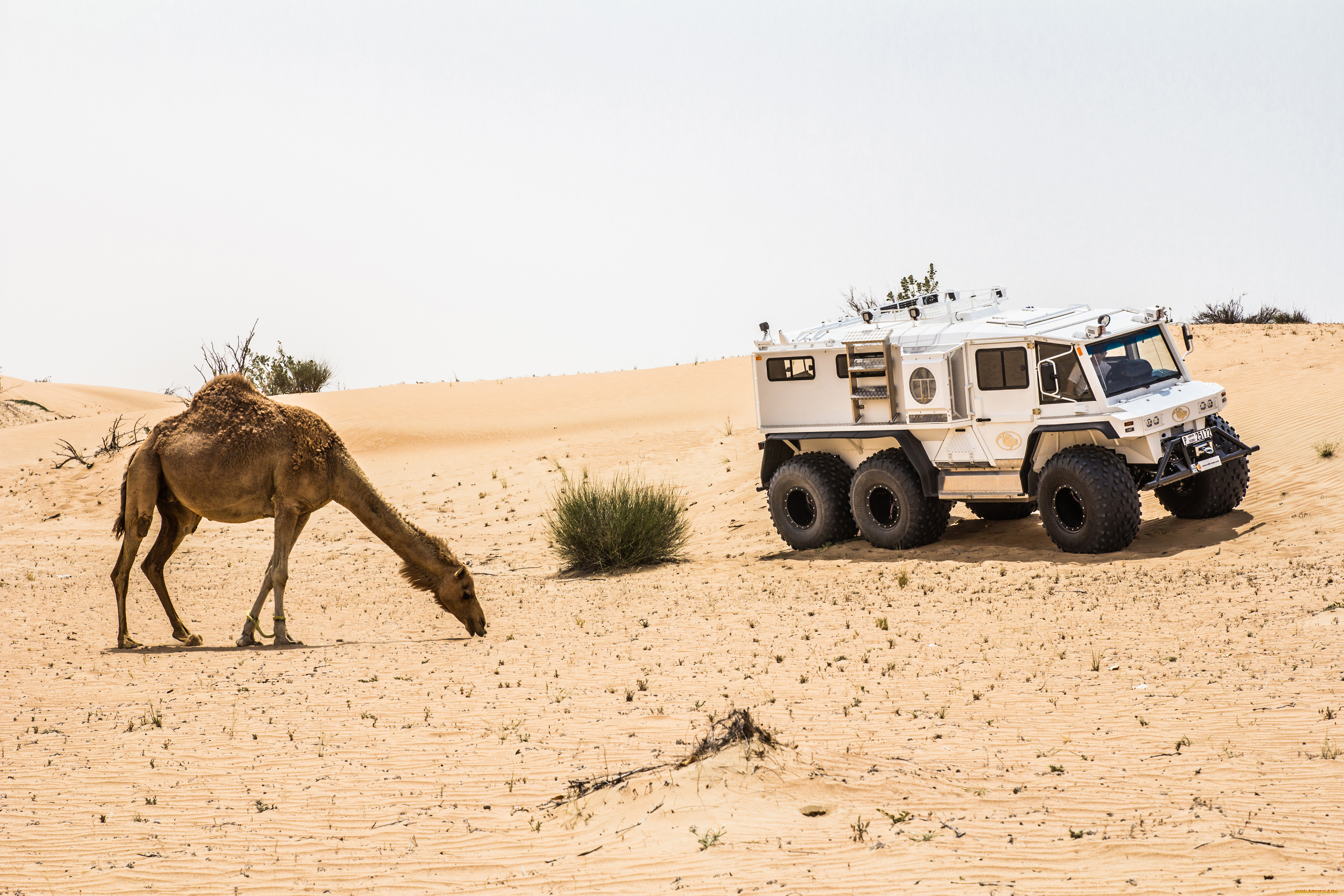 автомобили, -unsort, petrovich