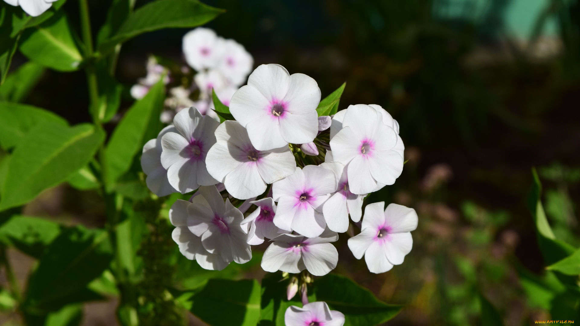 цветы, белый