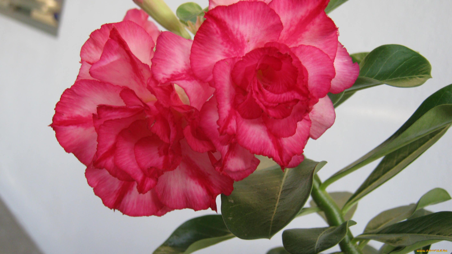 цветы, цветение, розовый, бутон