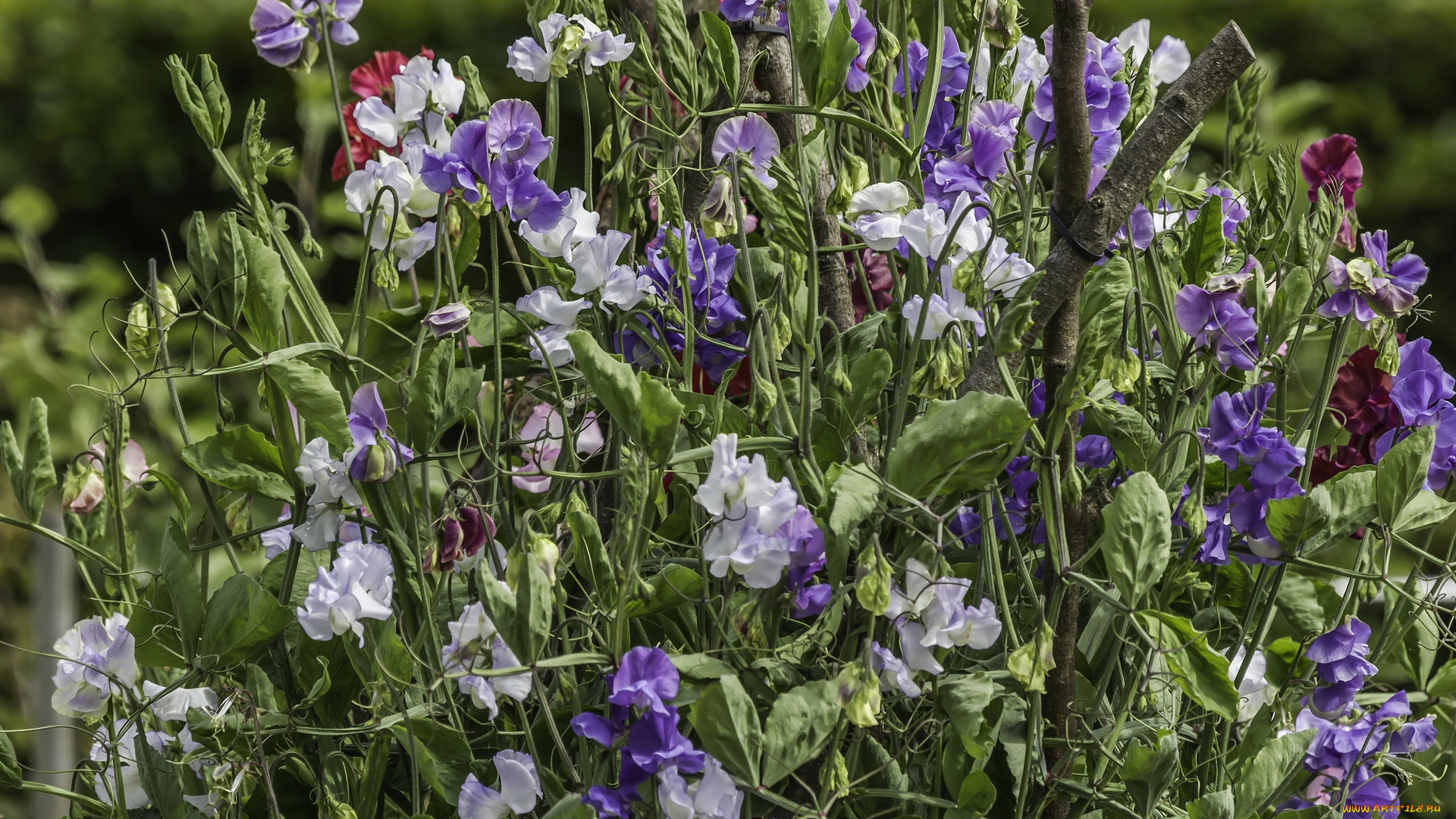 цветы, цветок