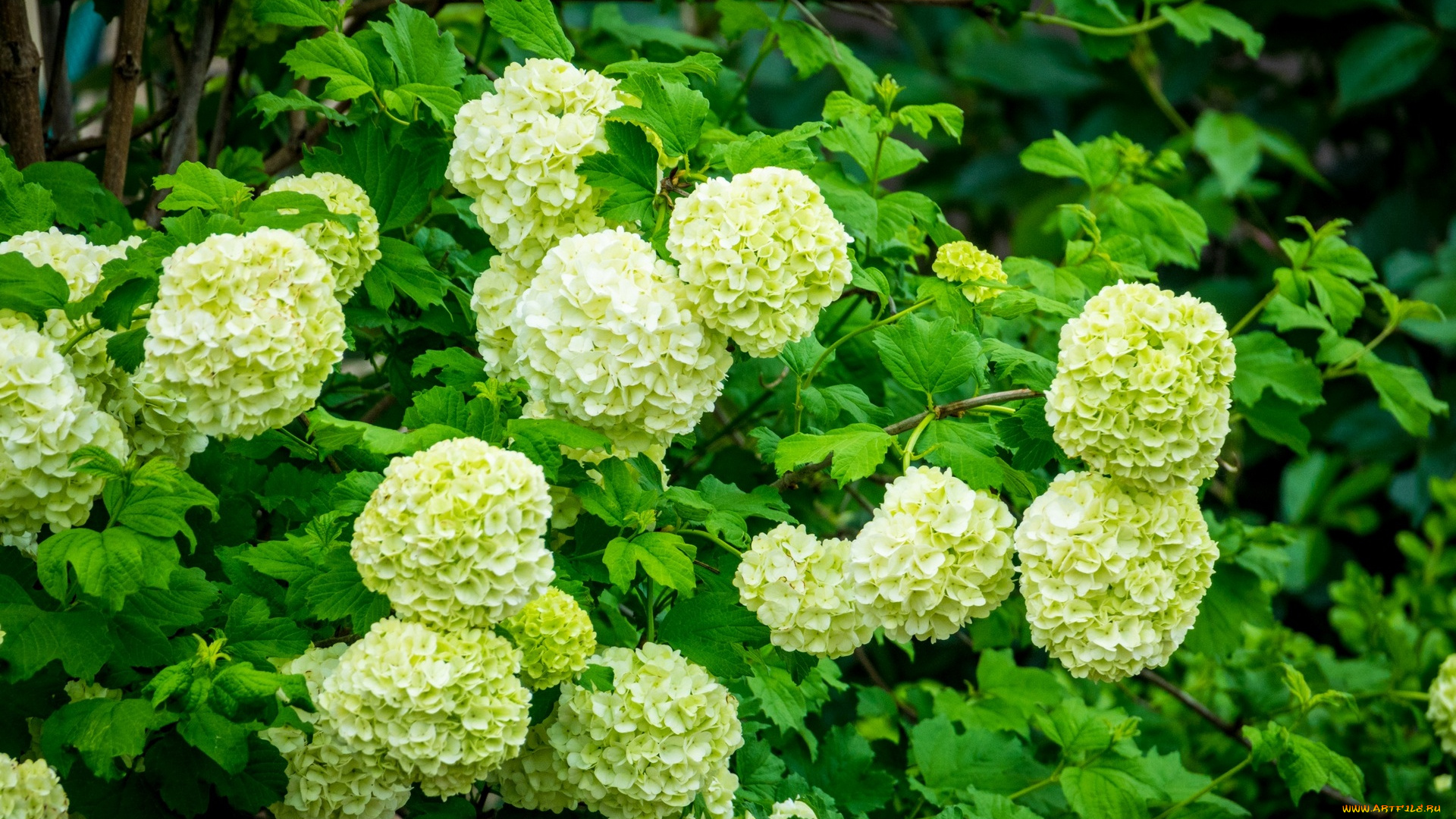 цветы, цветущие, деревья, , , кустарники, кустарник