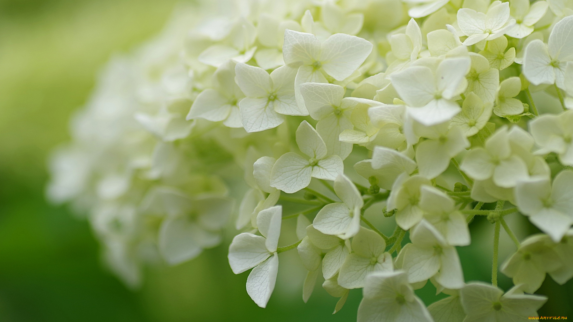 цветы, гортензия, кустарник