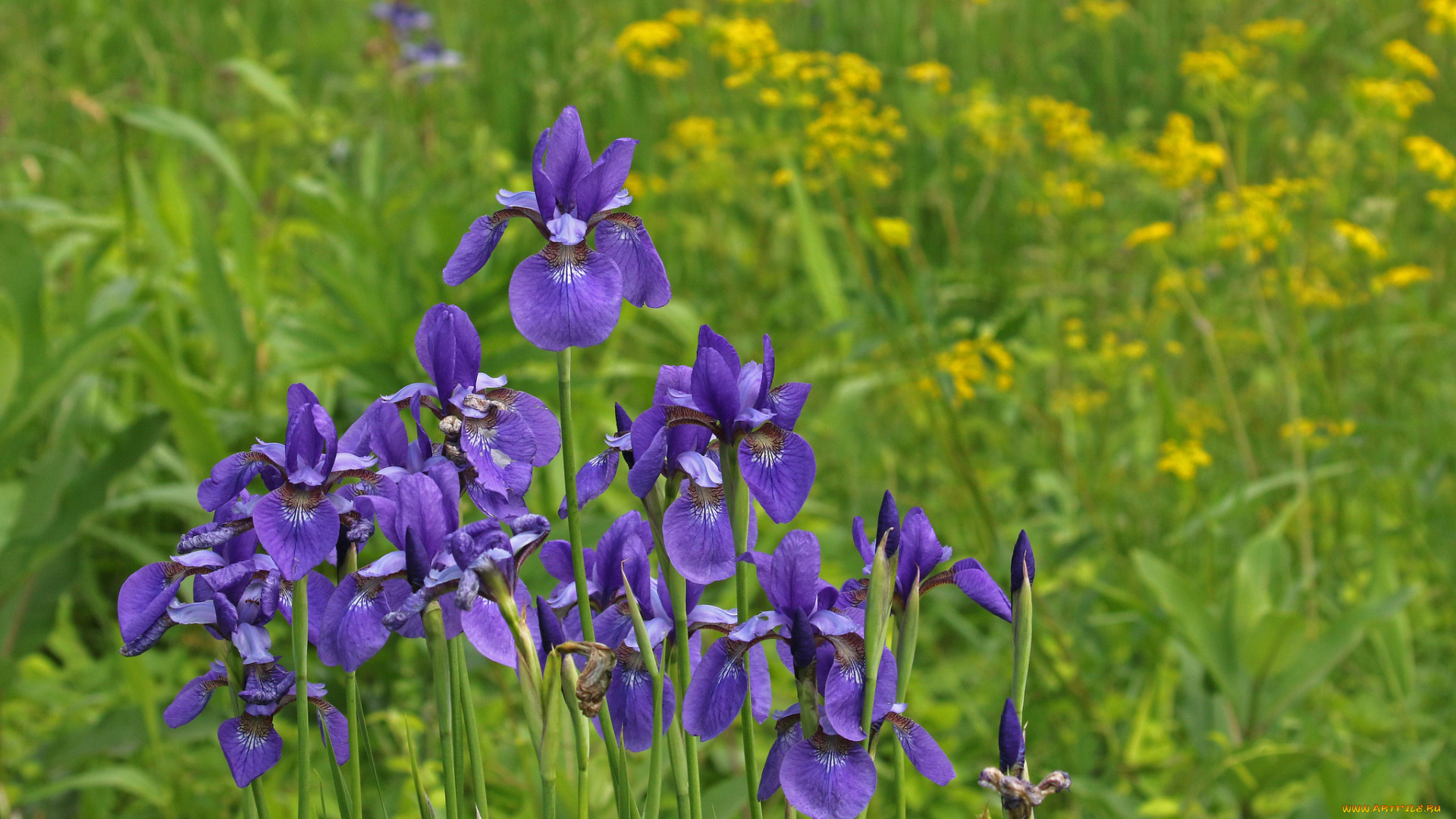 цветы, ирисы