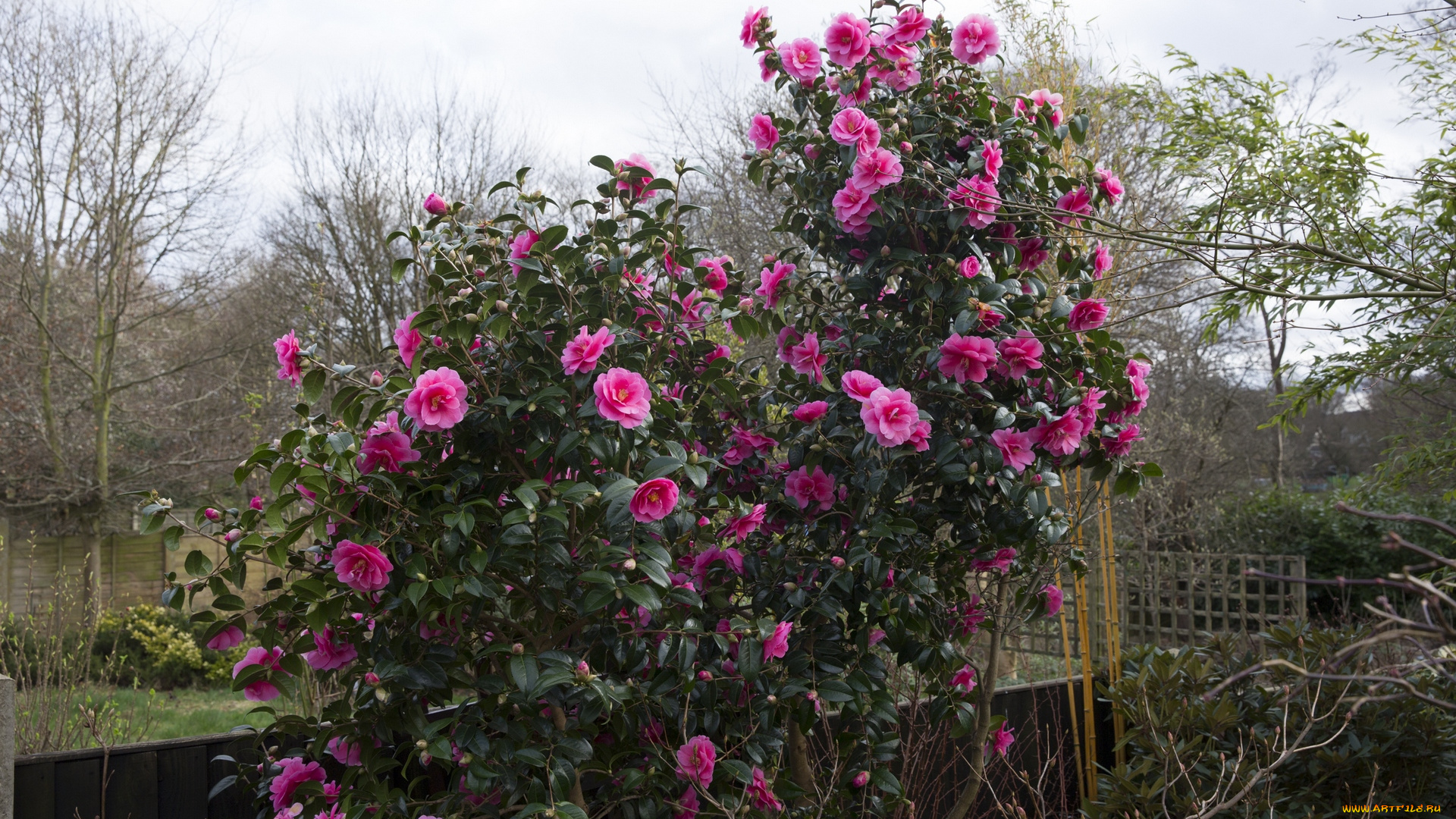 цветы, камелии, камелия