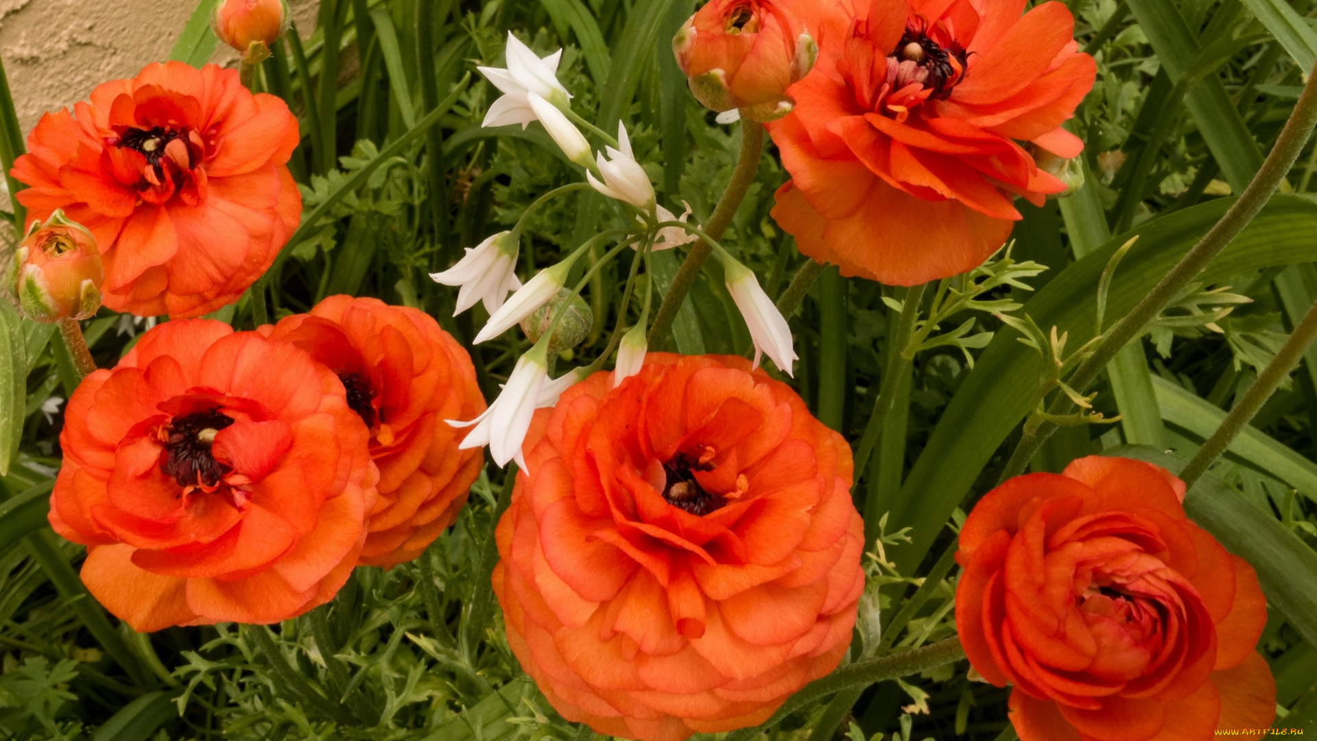 цветы, красные