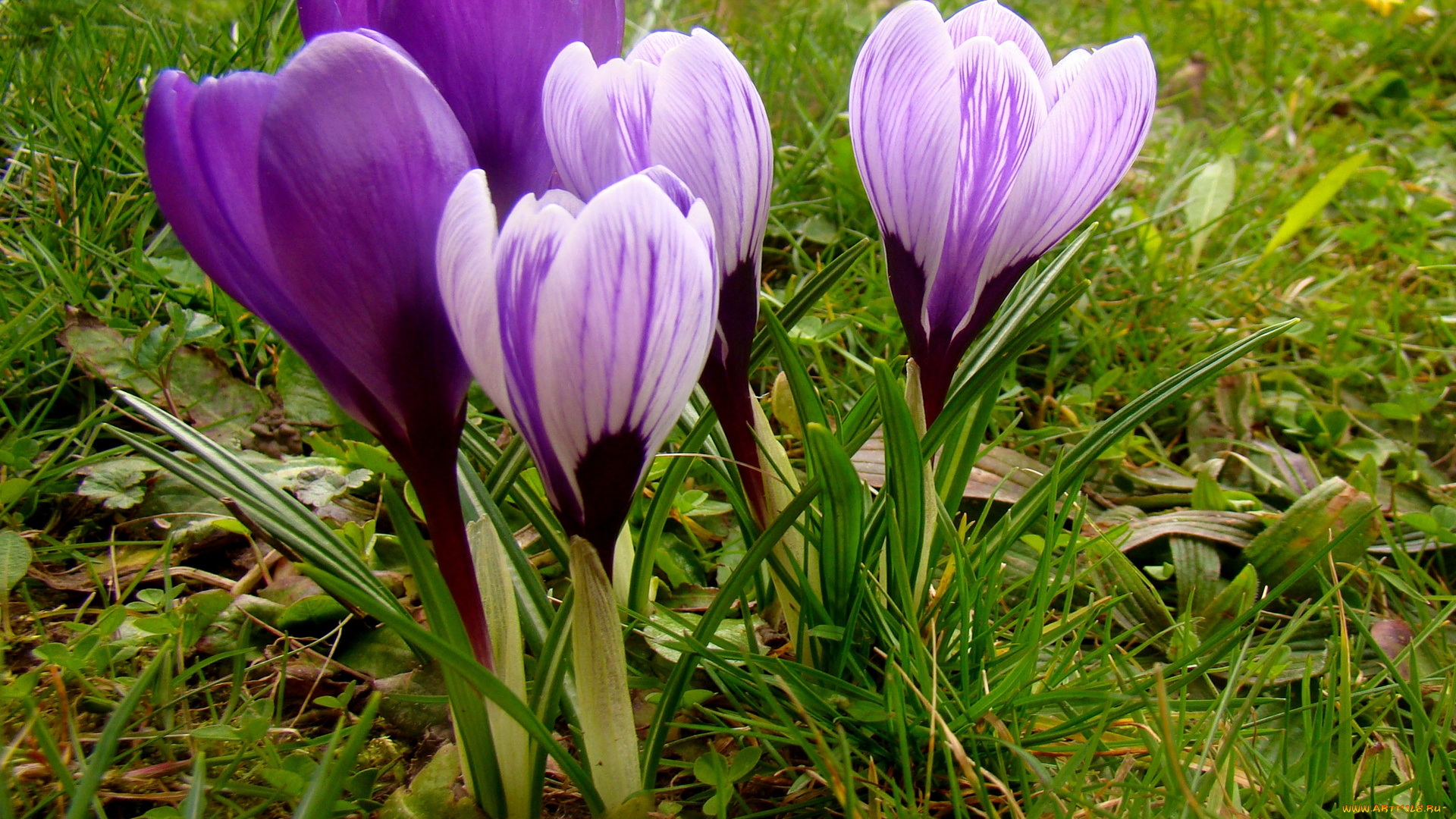 цветы, крокусы, цветок