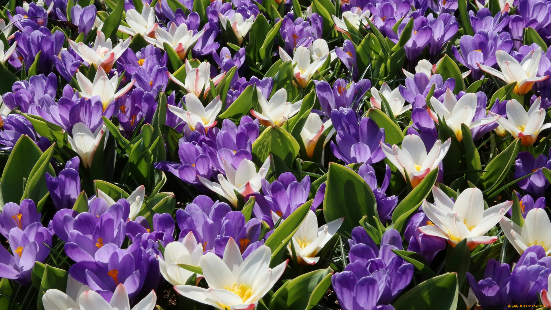 цветы, крокусы, цветок