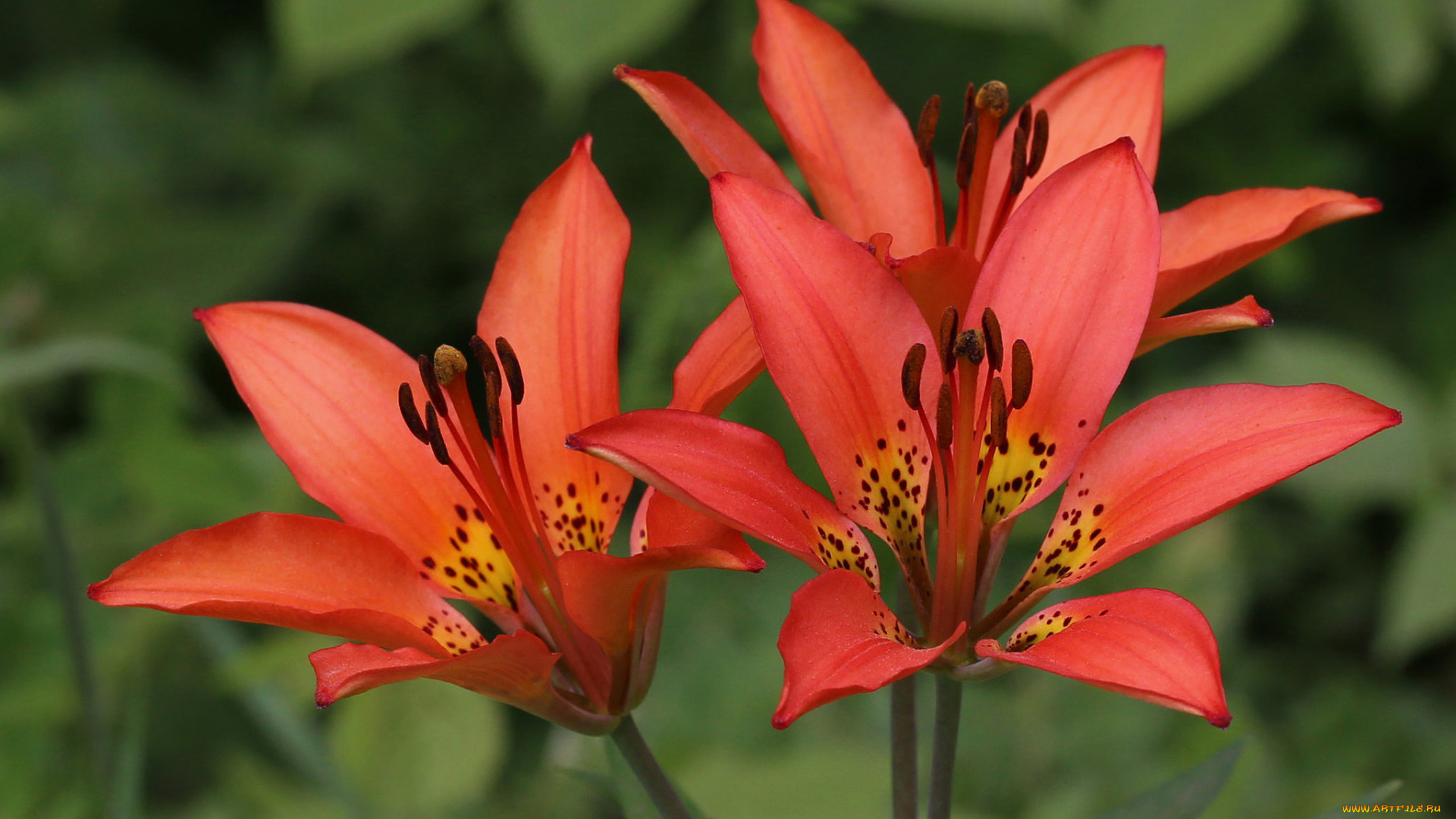 цветы, лилии, , лилейники