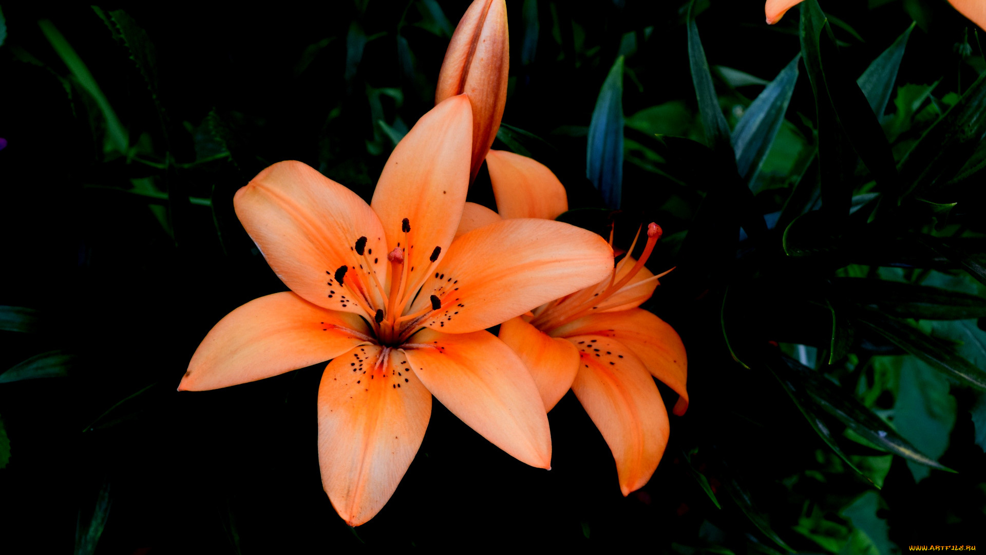 цветы, лилии, , лилейники, цветок