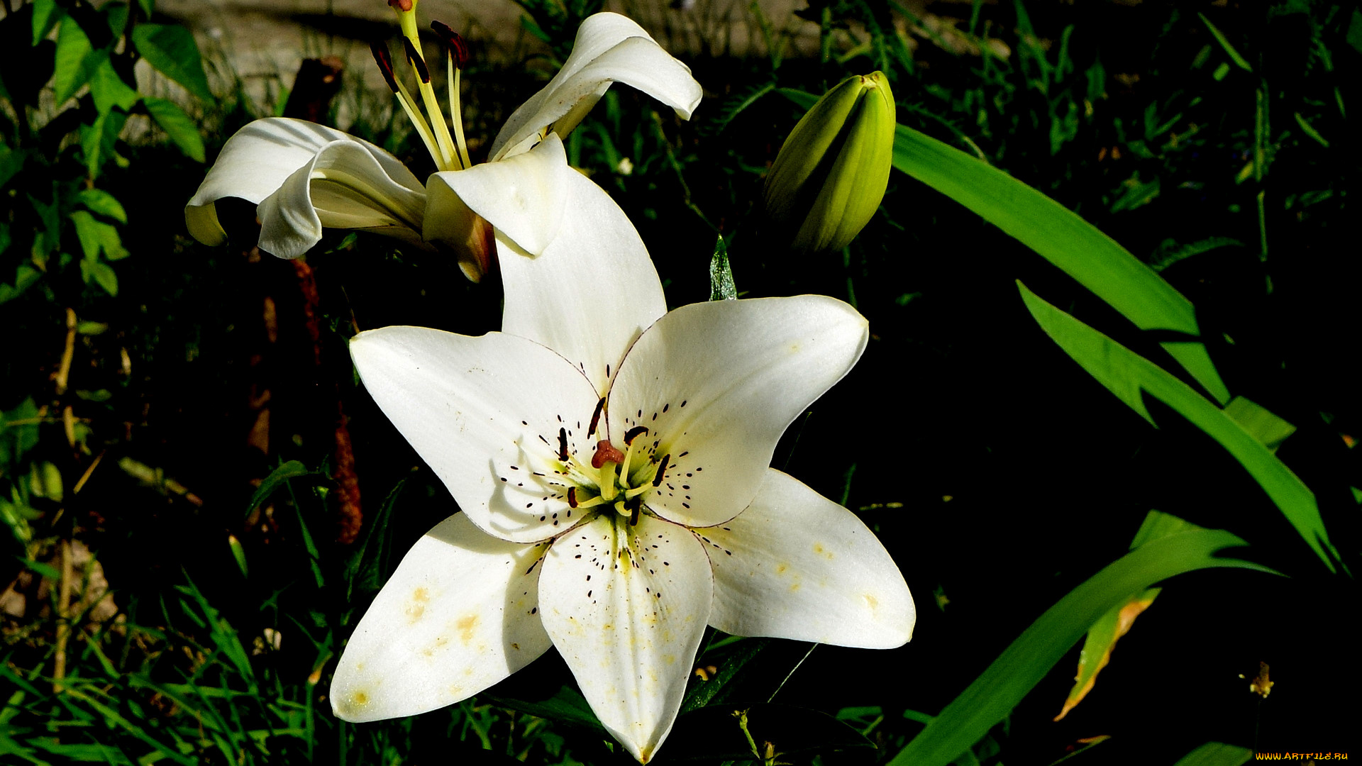 цветы, лилии, , лилейники, цветок