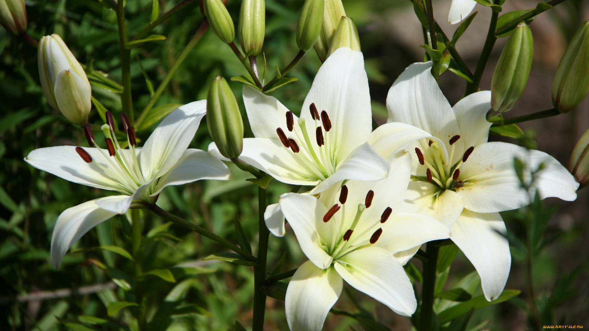 цветы, лилии, , лилейники, цветок, белый