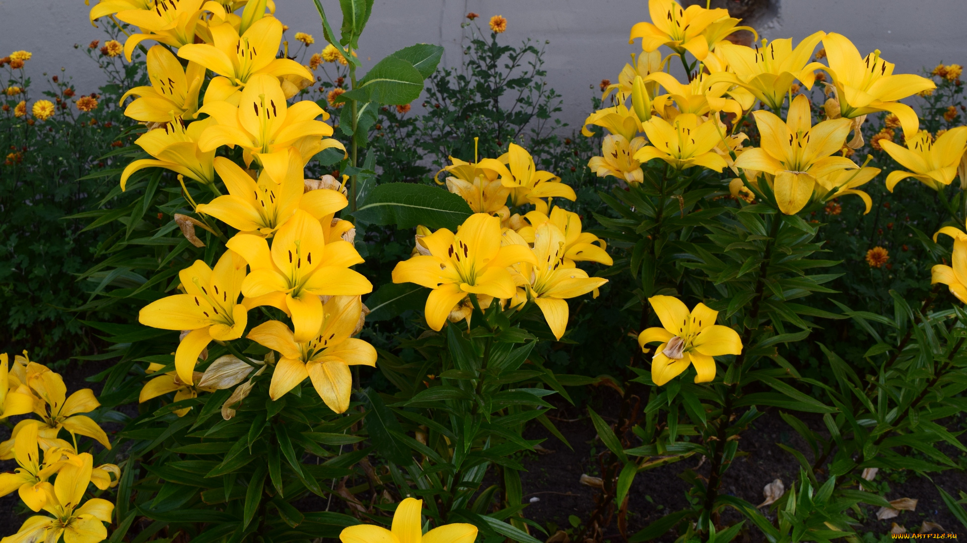 цветы, лилии, , лилейники, желтый