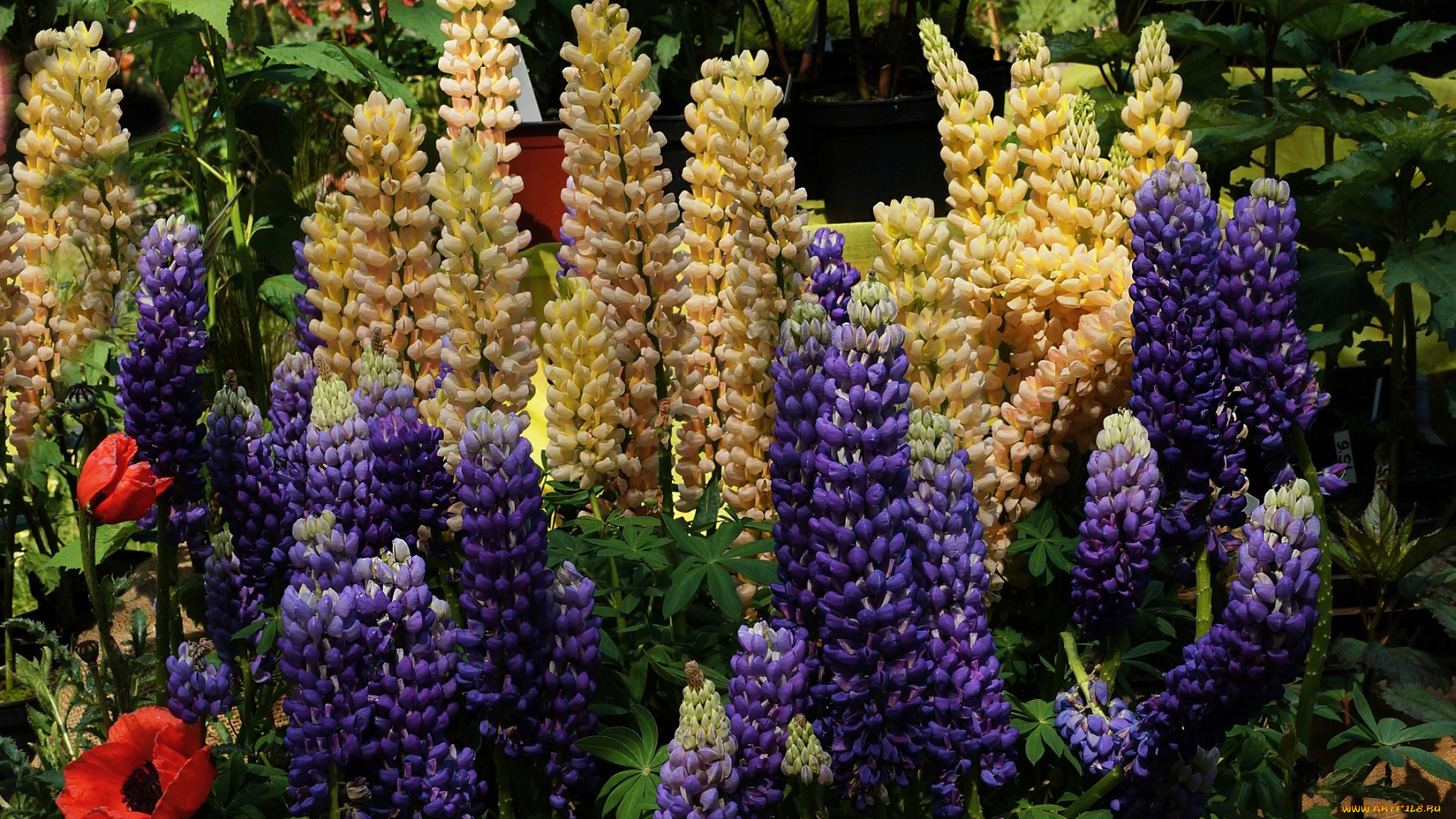 цветы, люпин, разноцветные