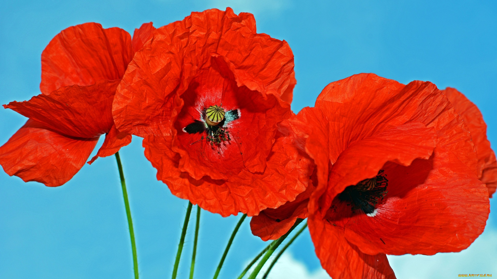 цветы, маки, цветок, красный