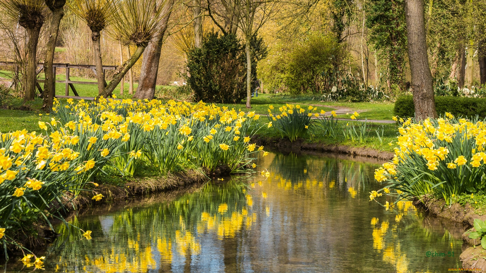цветы, нарциссы, деревья, водоем