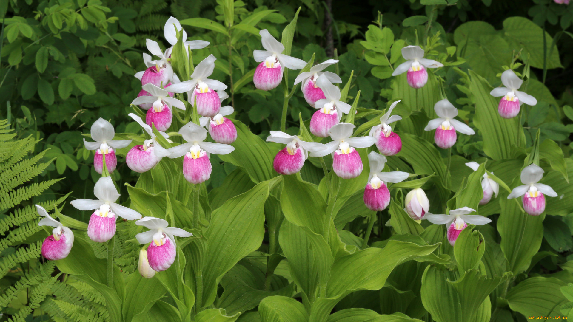 цветы, орхидеи, розовые