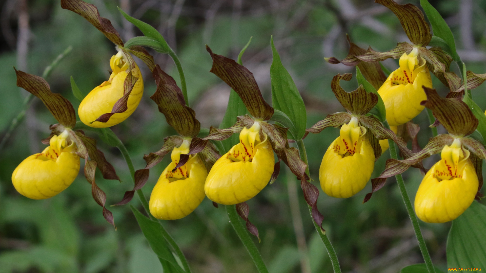 цветы, орхидеи, жёлтые