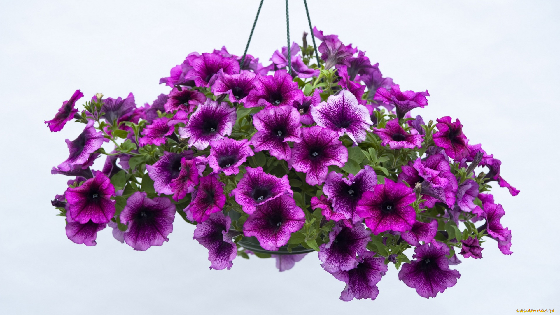цветы, петунии, , калибрахоа, белый, фон